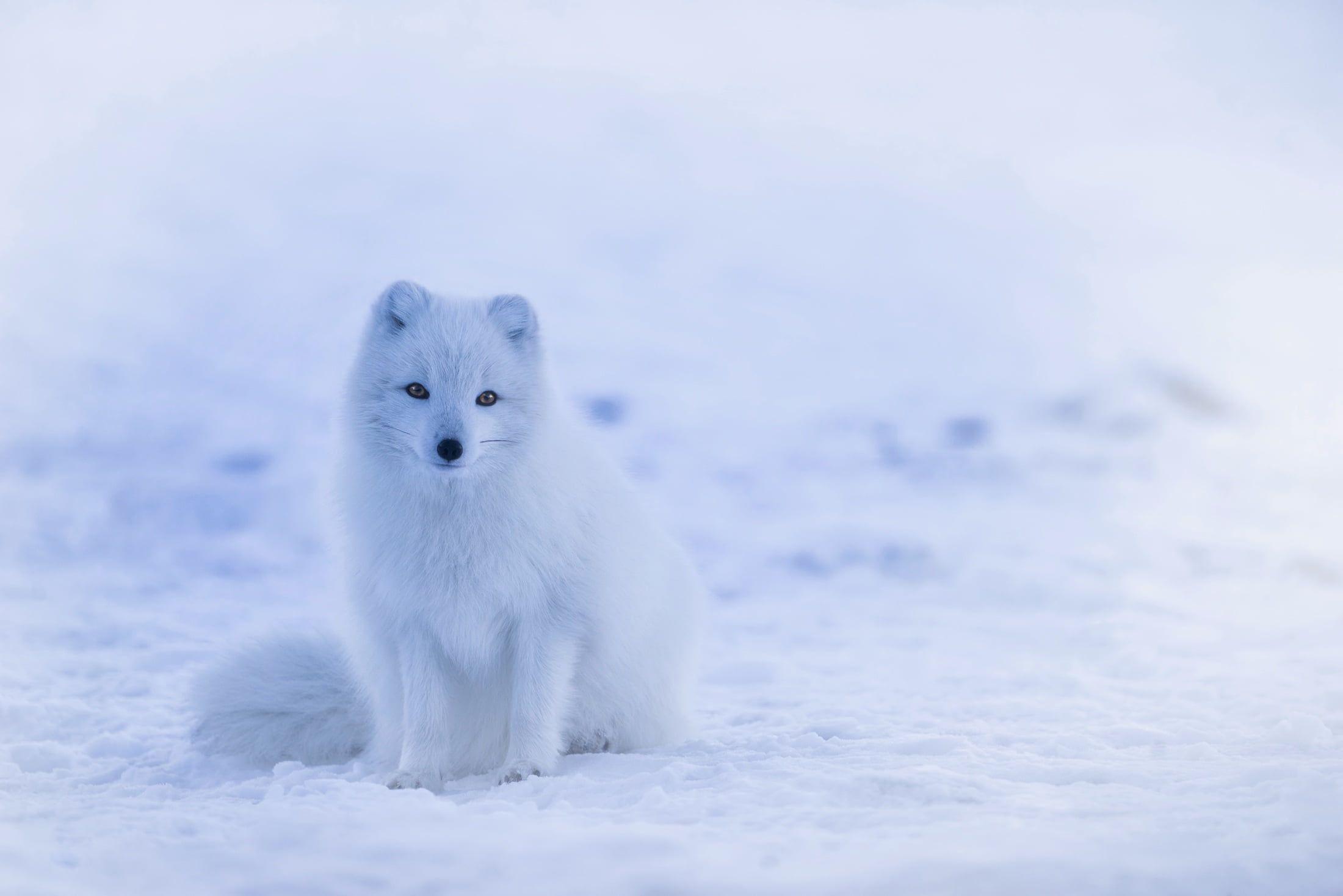 Photo of long coated white dog, arctic fox HD wallpaper