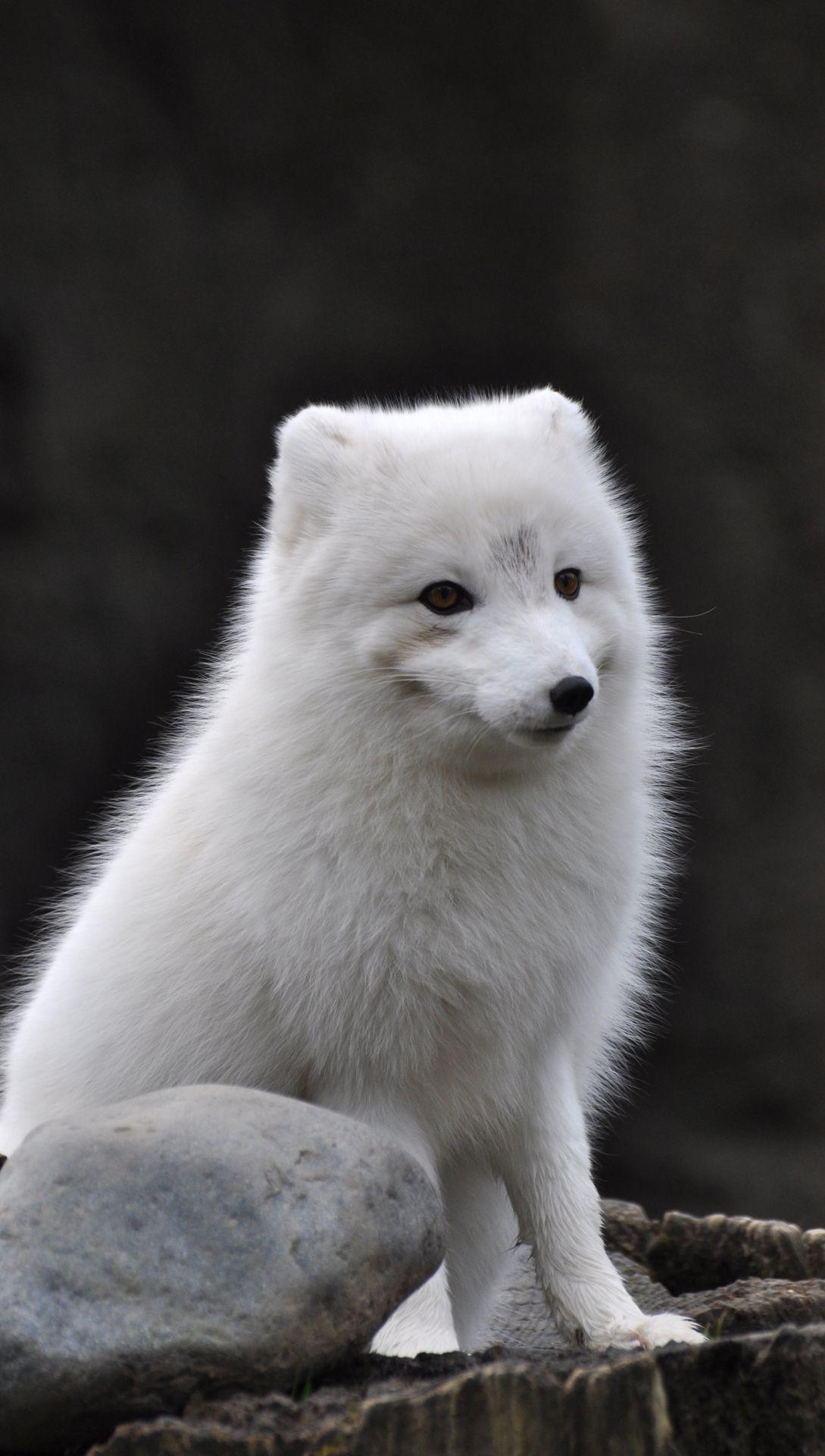 Arctic Fox Wallpaper Image Photo Picture Background