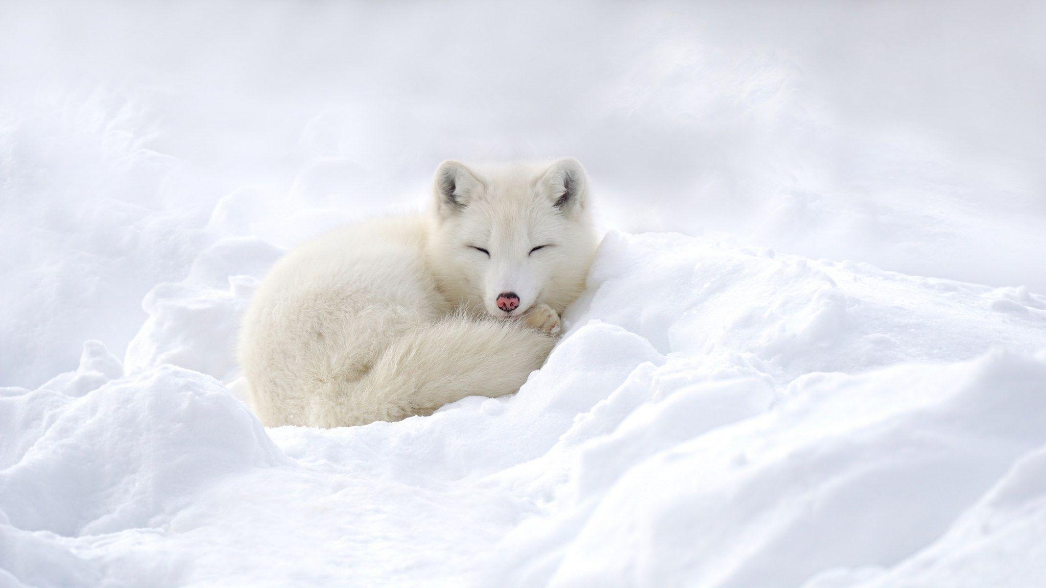 Arctic Fox Full HD Wallpaper and Background Imagex1152