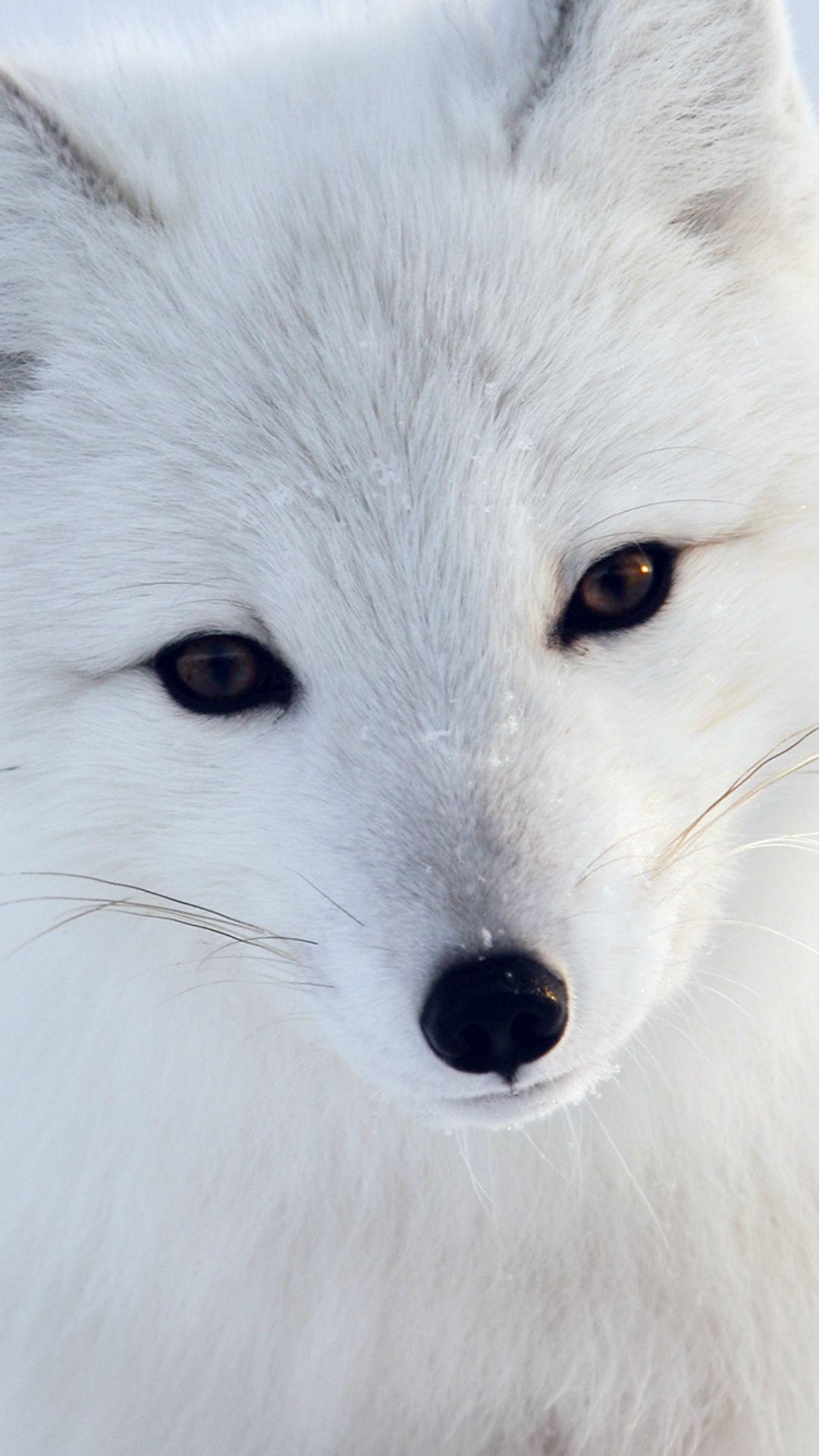 Adorable animals Garden. Foxes, Arctic fox and Animal