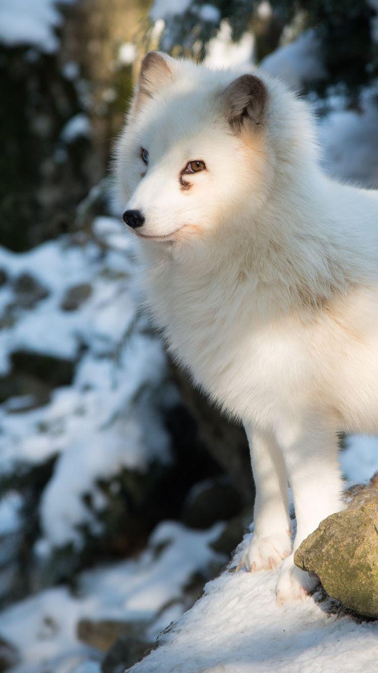 Arctic Fox Wallpaper Background. Wallpaper 4k