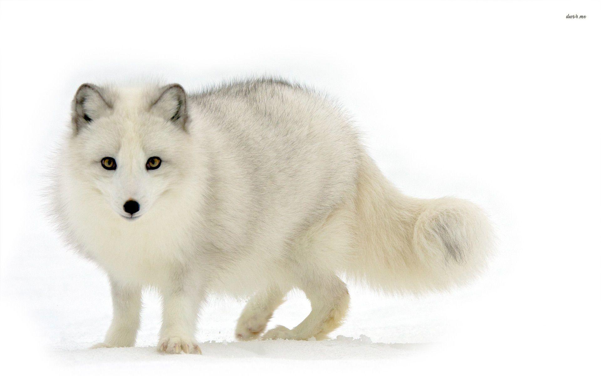 Arctic Fox Wallpaper
