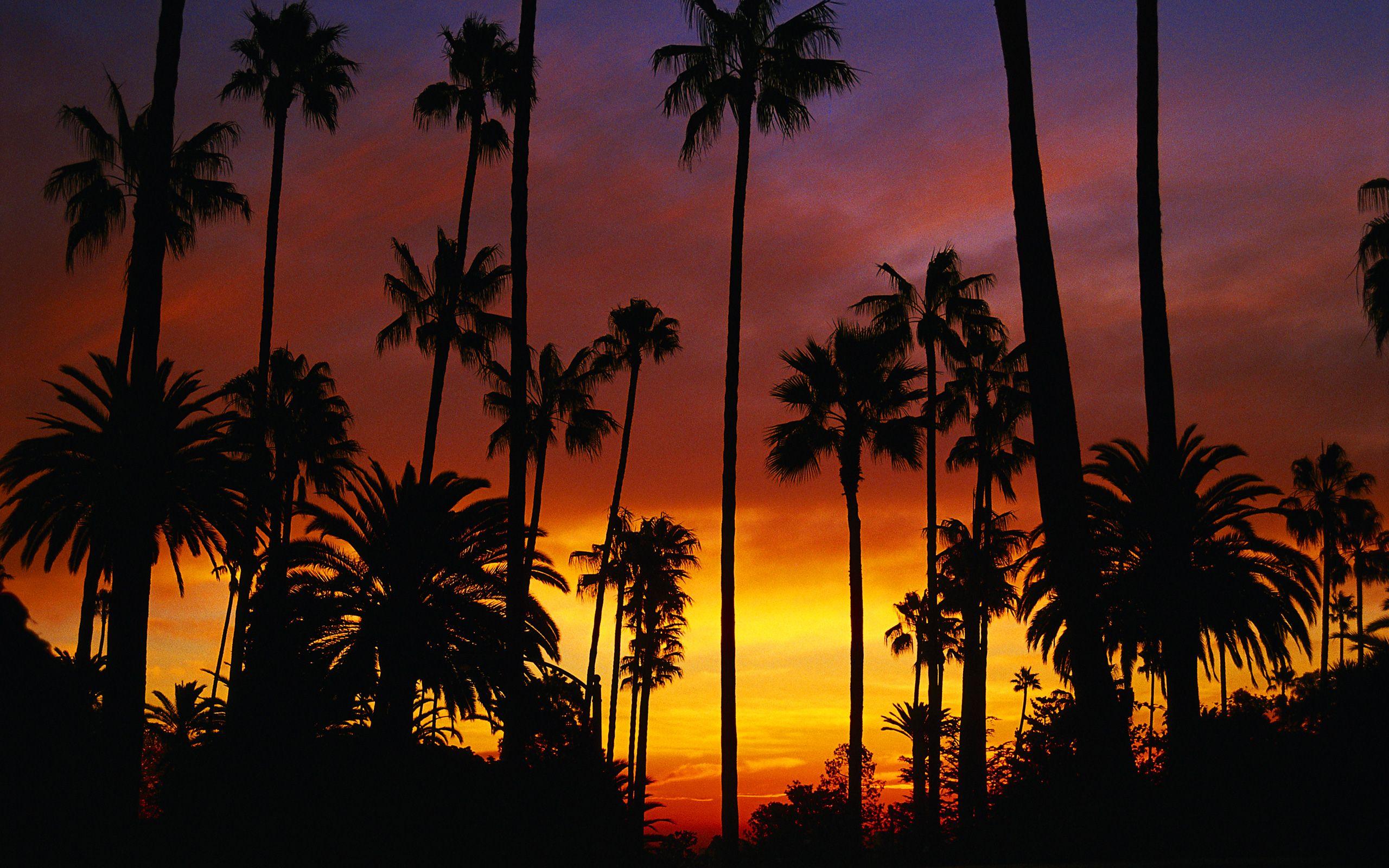 New California Picture View Wallpaper