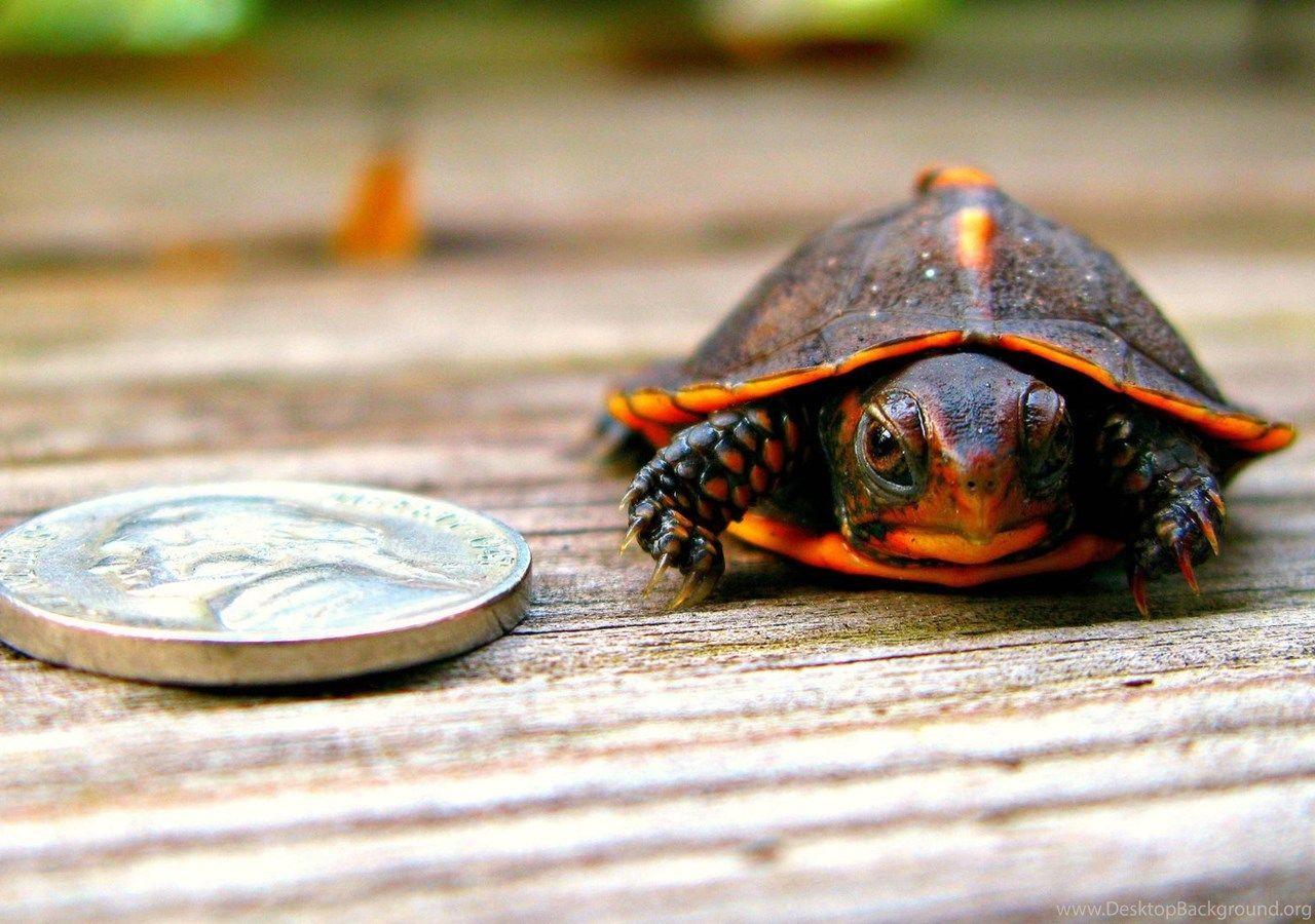 Cute Baby Turtle Wallpaper, PC Cute Baby Turtle Wallpaper Most