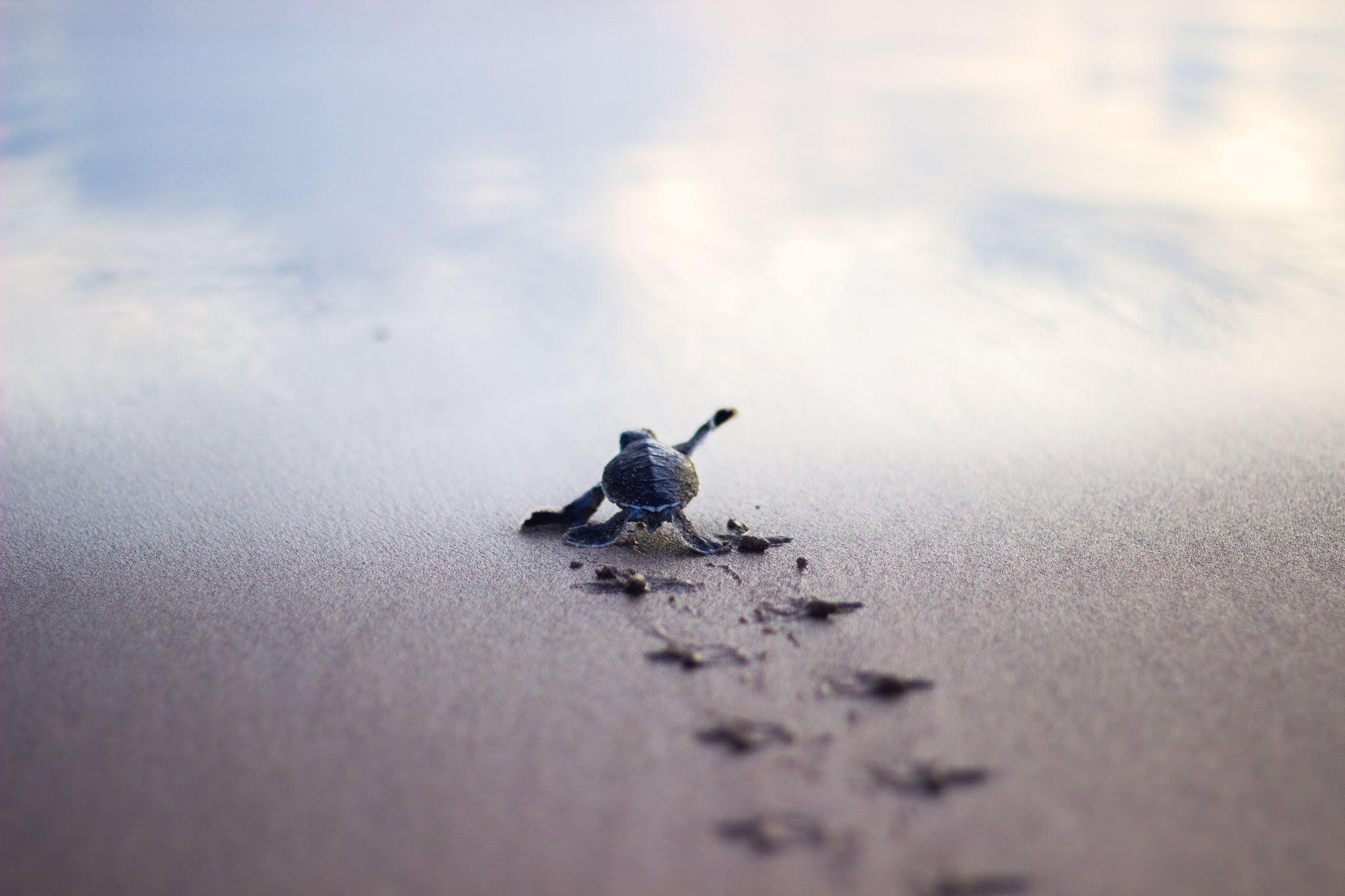 Baby Turtles Race to the Sea in Oaxaca, Mexico