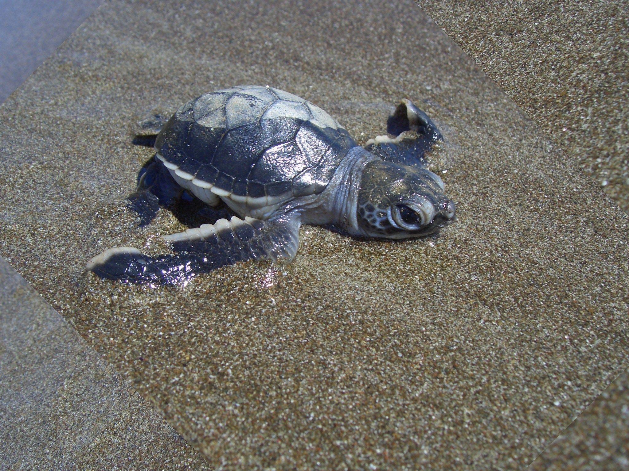  Baby  Turtle  Wallpapers  Wallpaper  Cave