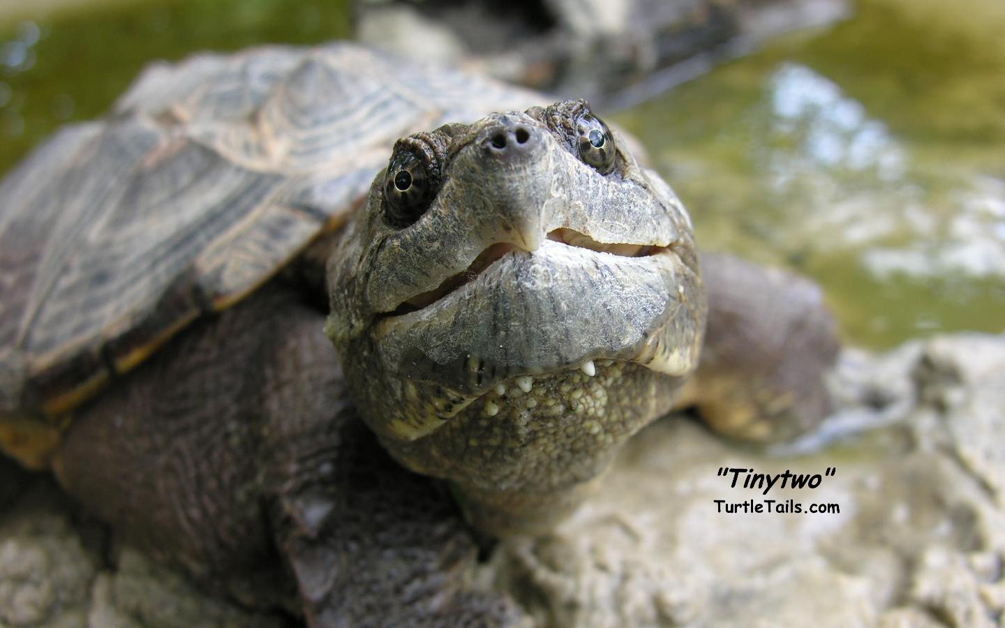 TurtleTails.com: Computer Wallpaper Picture
