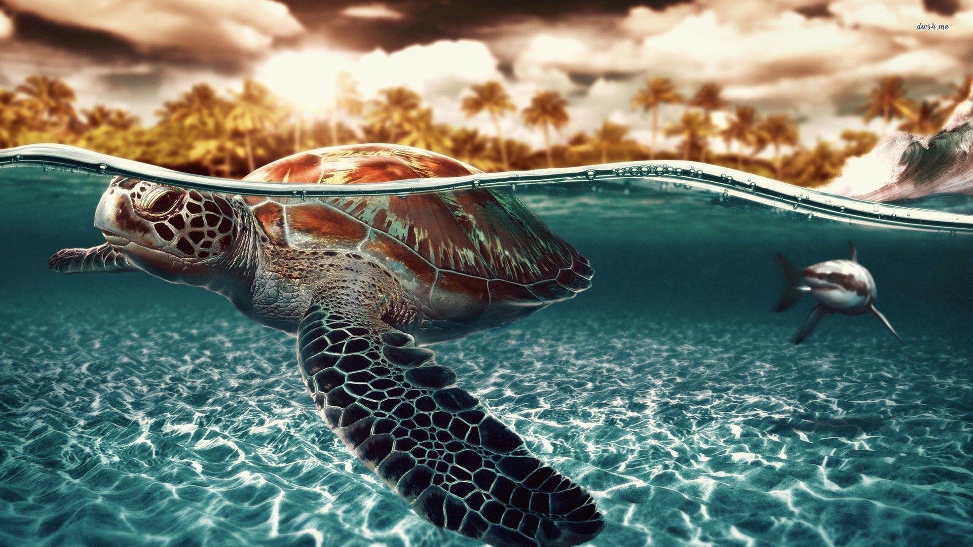 Seaturtle Shark wallpaperx1080