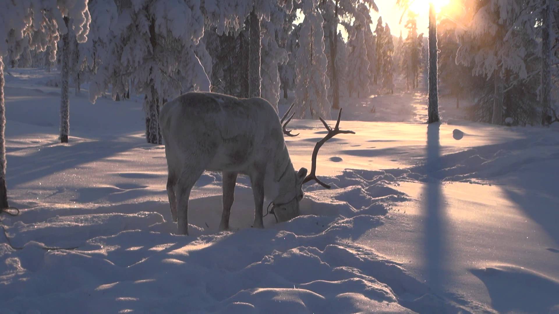 Winter Fairy: Northern Reindeer in Oymyakon, Yakutia, Siberia
