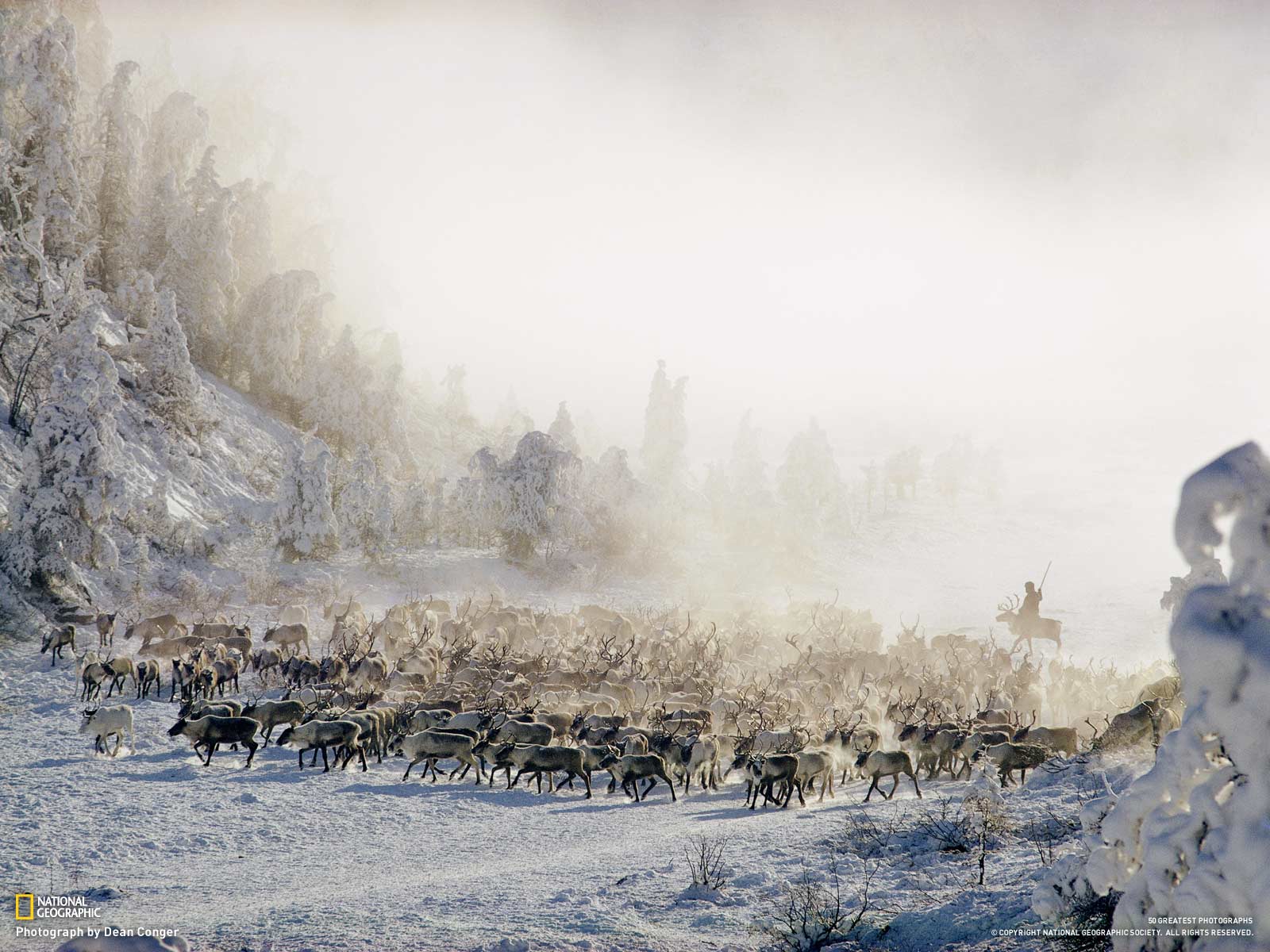 Photograph by Dean Conger, National Geographic Reindeer cross
