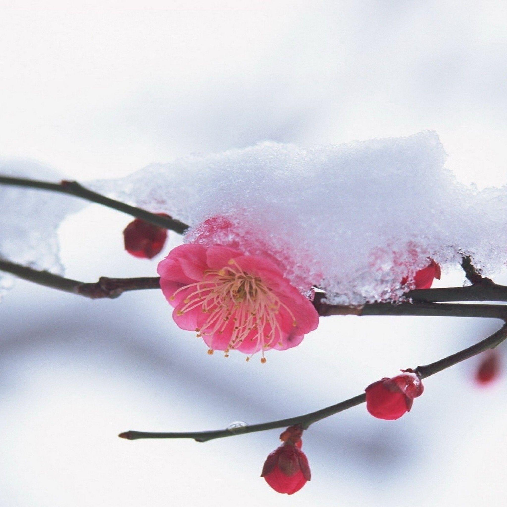 Flower Plant Pink Snow to see more beautiful Winter snow