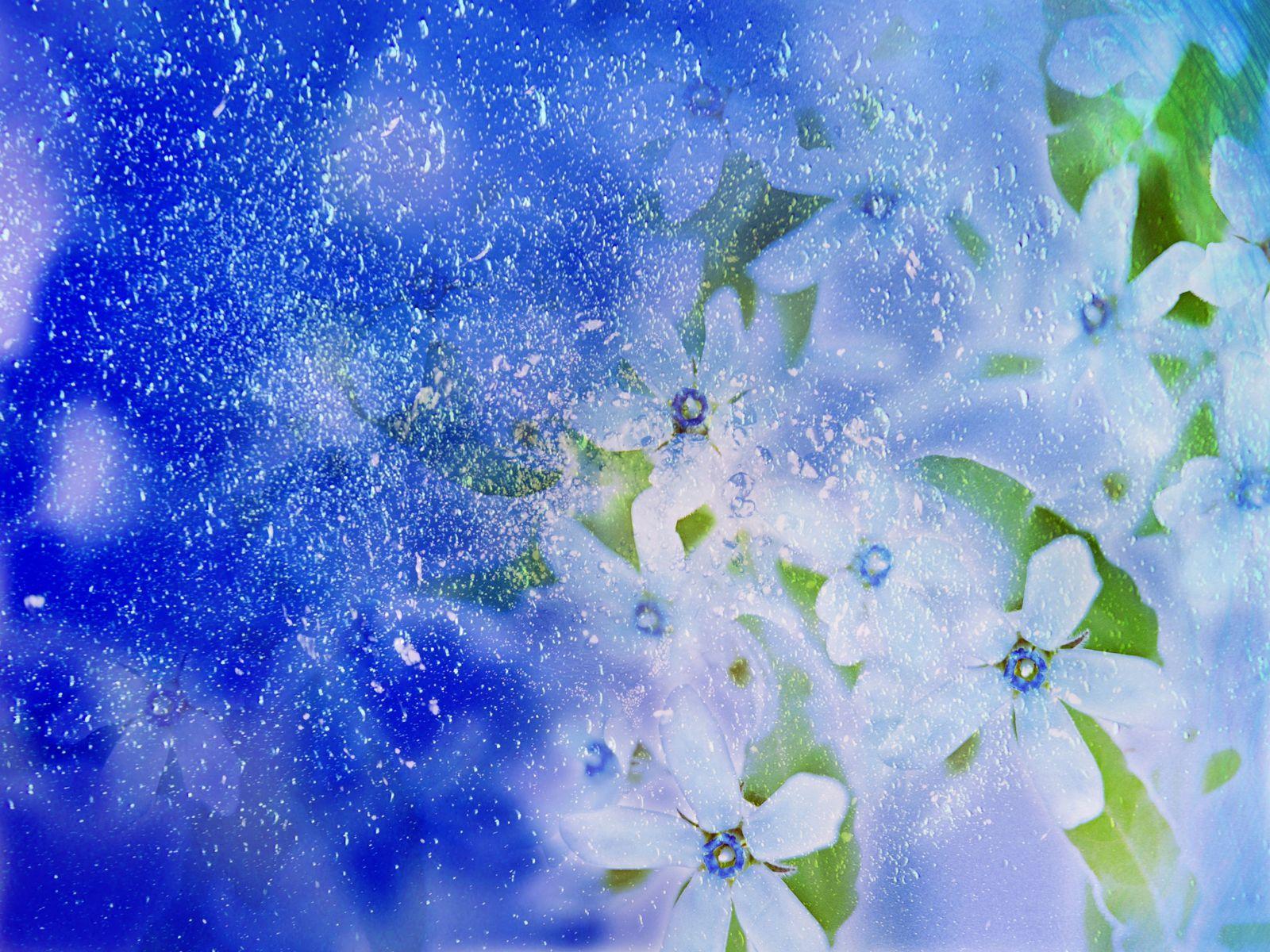Beautiful Winter Flower Wallpaper. Top Quality Wallpaper