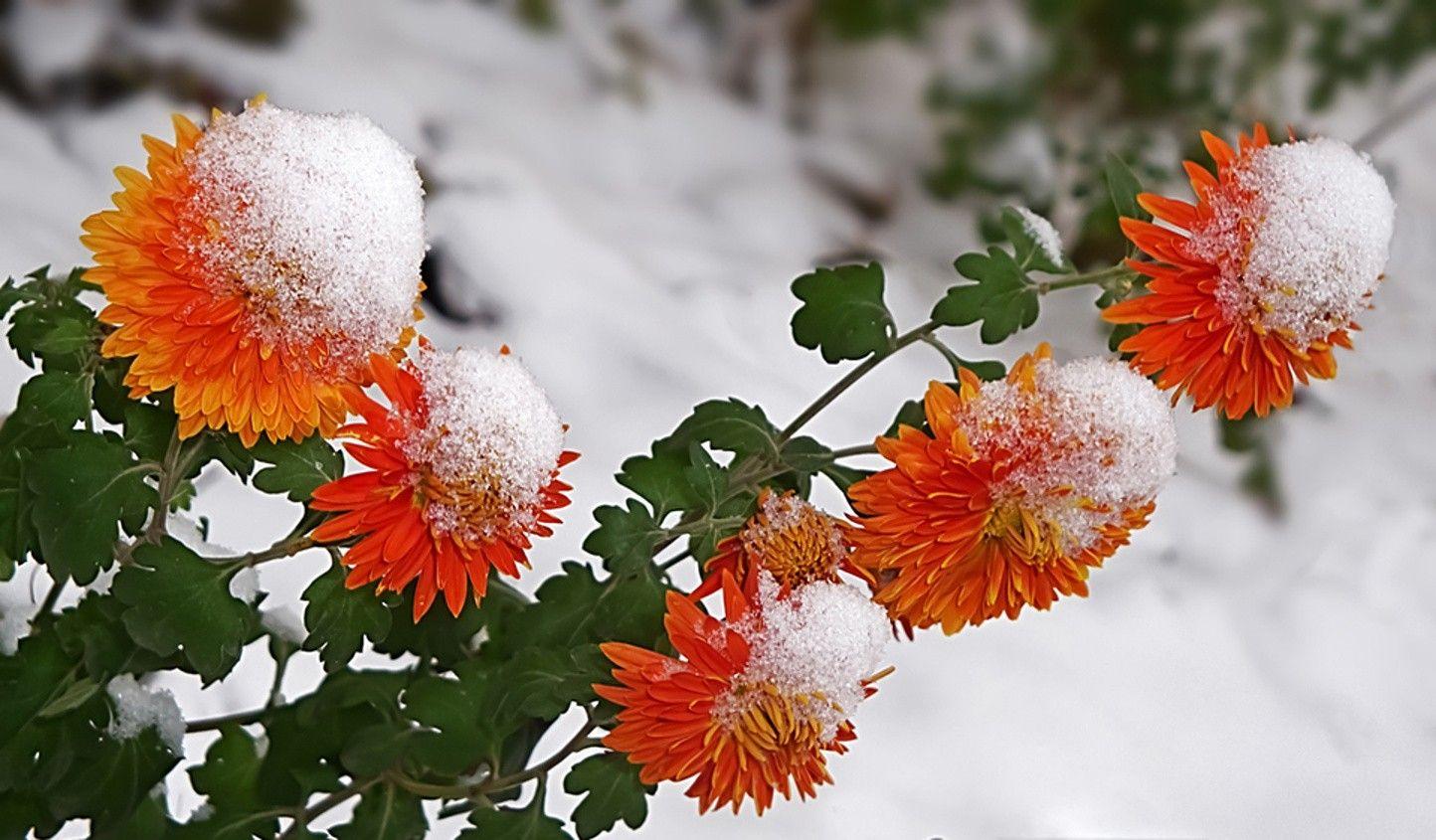 Flower: Snow Nature Winter Flowers Flower Wallpapers For Whatsapp.