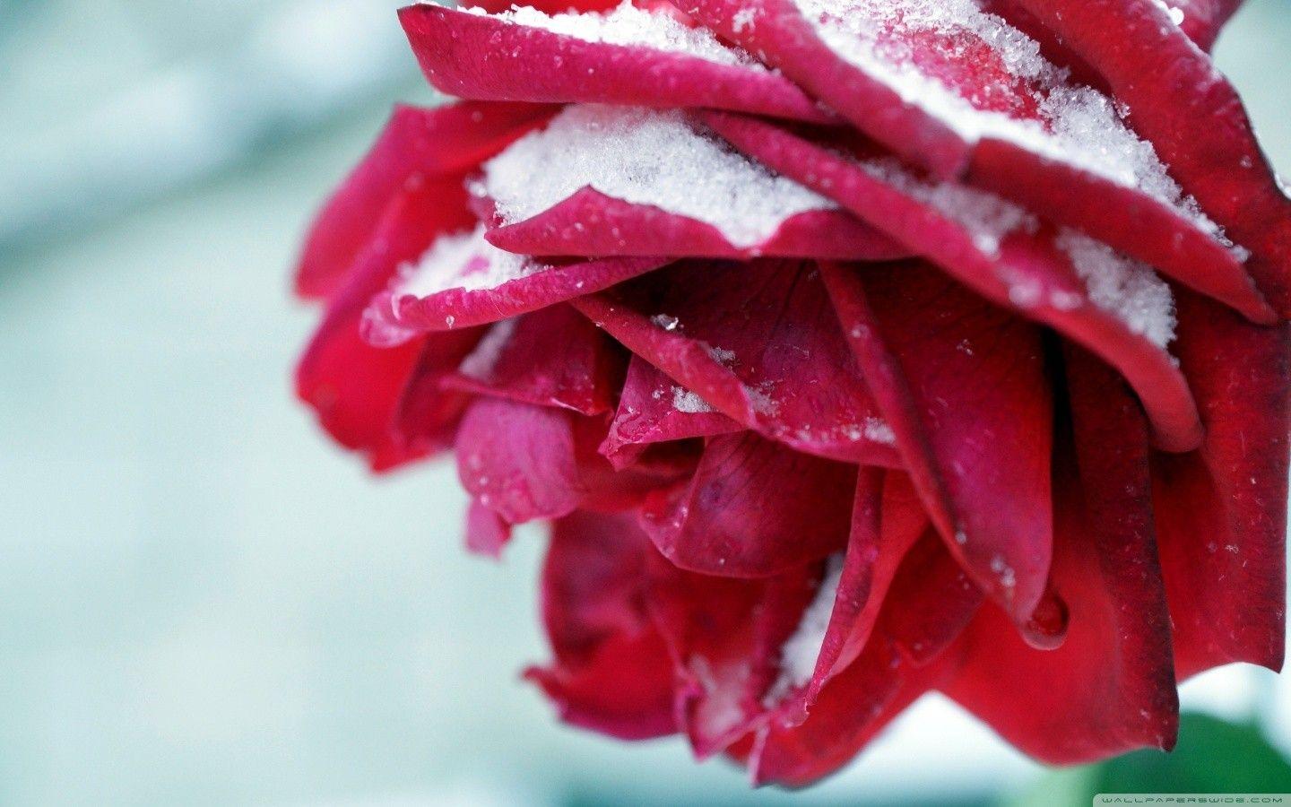 Flower: Winter Rose Nature Red Pretty Flower Wallpaper For Desktop