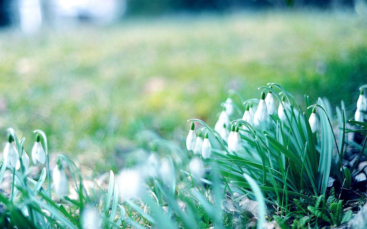 winter flower grass Desktop Wallpaperk HD