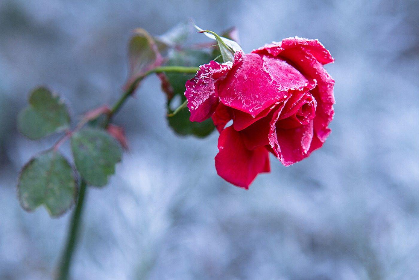 Flowers: Rose Cold Frost Red Green Winter Flower Wallpaper Pic
