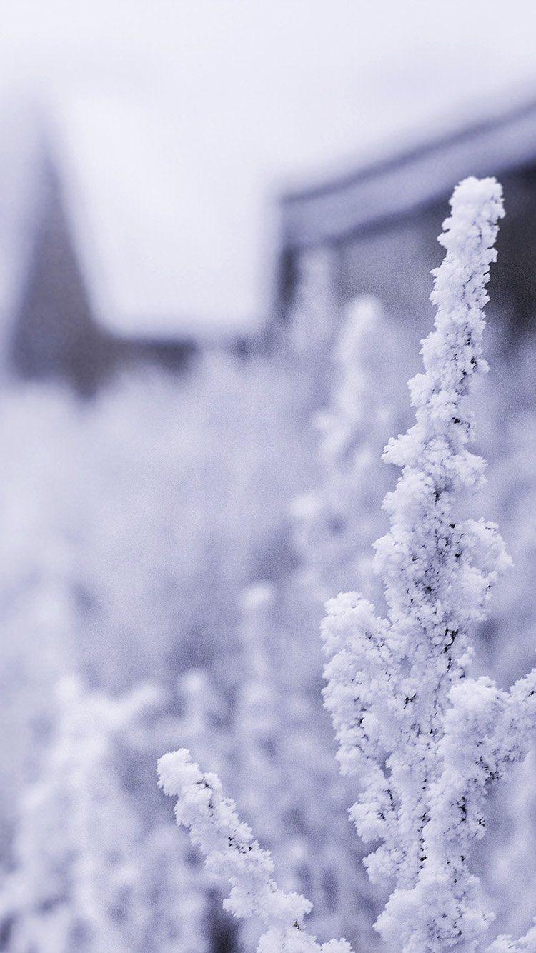 Get Wallpaper /2lwNat1 snow white winter flower