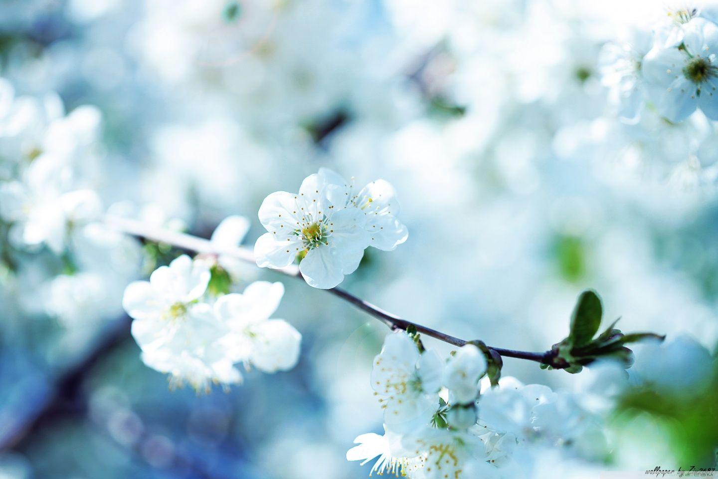 White Cherry Plum Flowers ❤ 4K HD Desktop Wallpaper for 4K Ultra