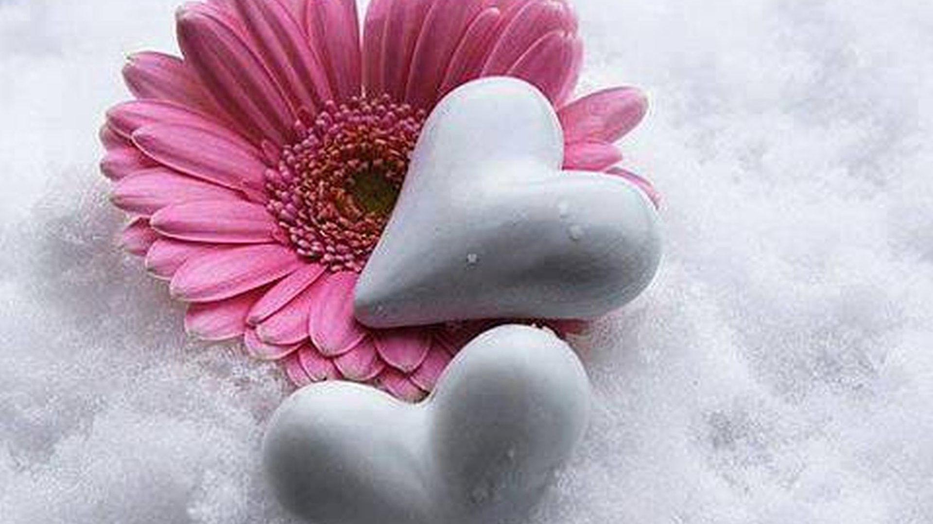 Flowers Winter Flower Good Snow Heart Jasmine Wallpaper Download