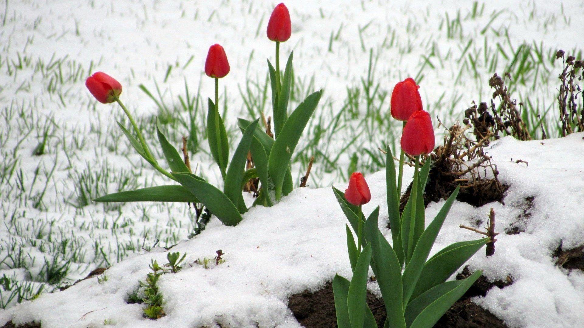 Flowers: Red Tulips Snow Winter Tulip Wallpaper 1920x1200 for HD