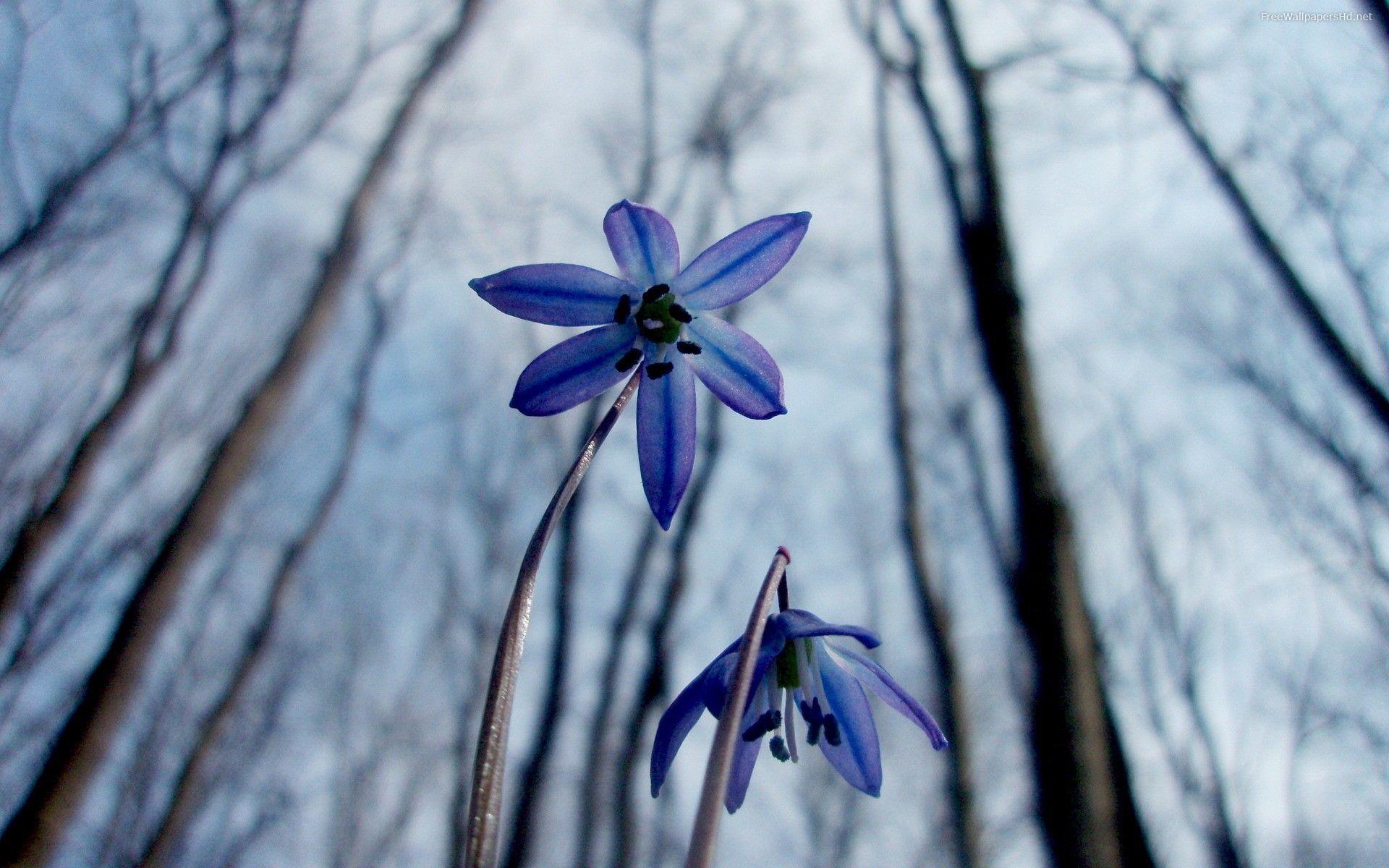 Winter Flower, High Definition, High Quality, Widescreen