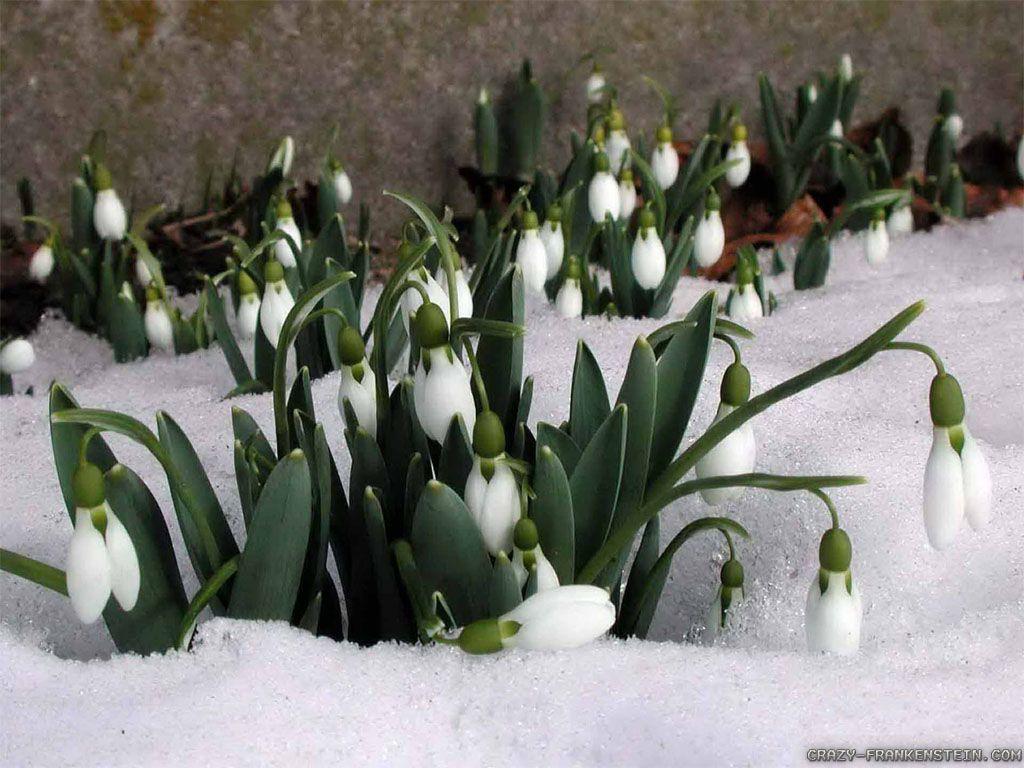 Winter Flowers Wallpaper Background. Wallpaper 4k