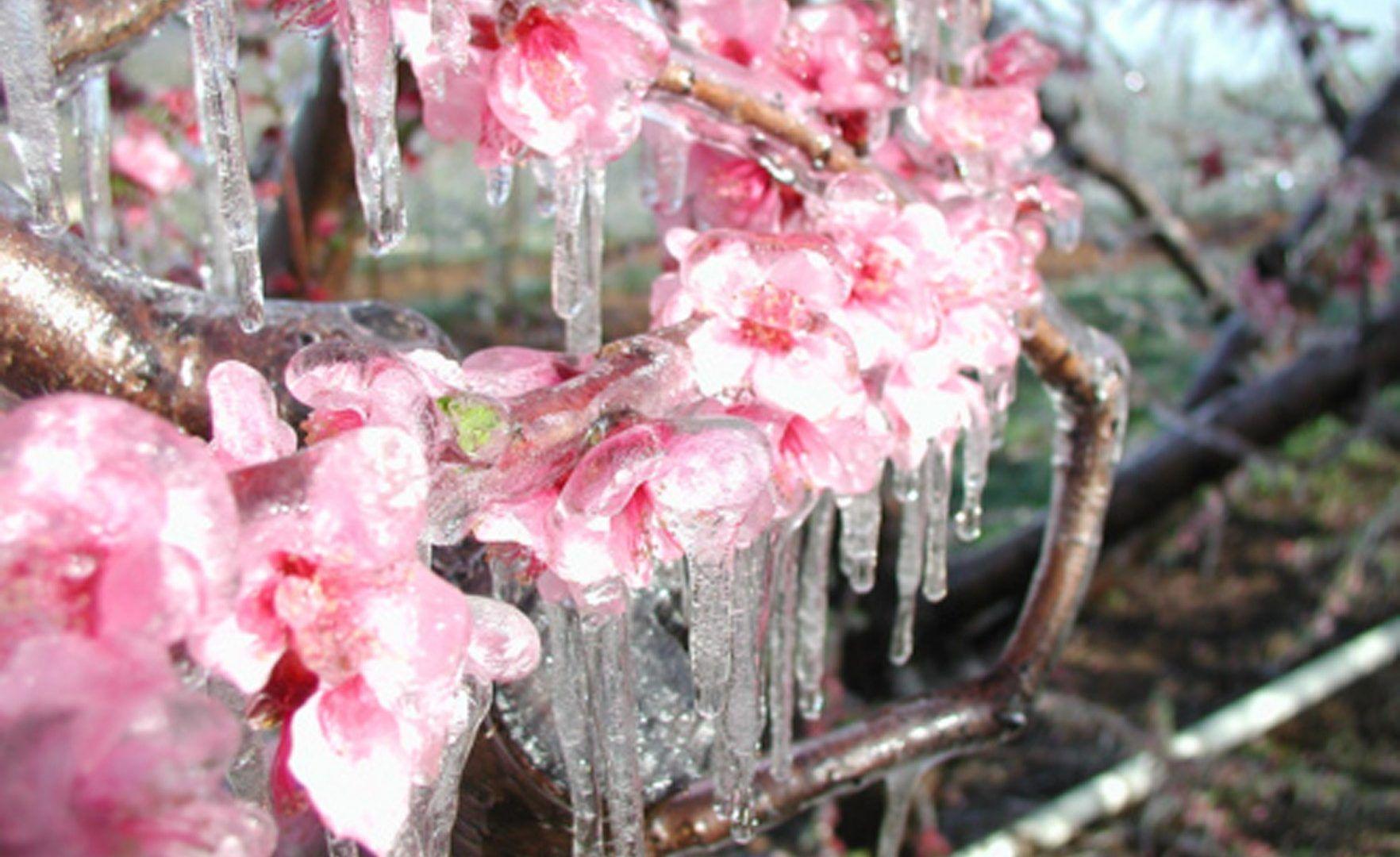 Flower: Iced Blossom Cherry Winter Ice Pink Flower Tumblr Flowers