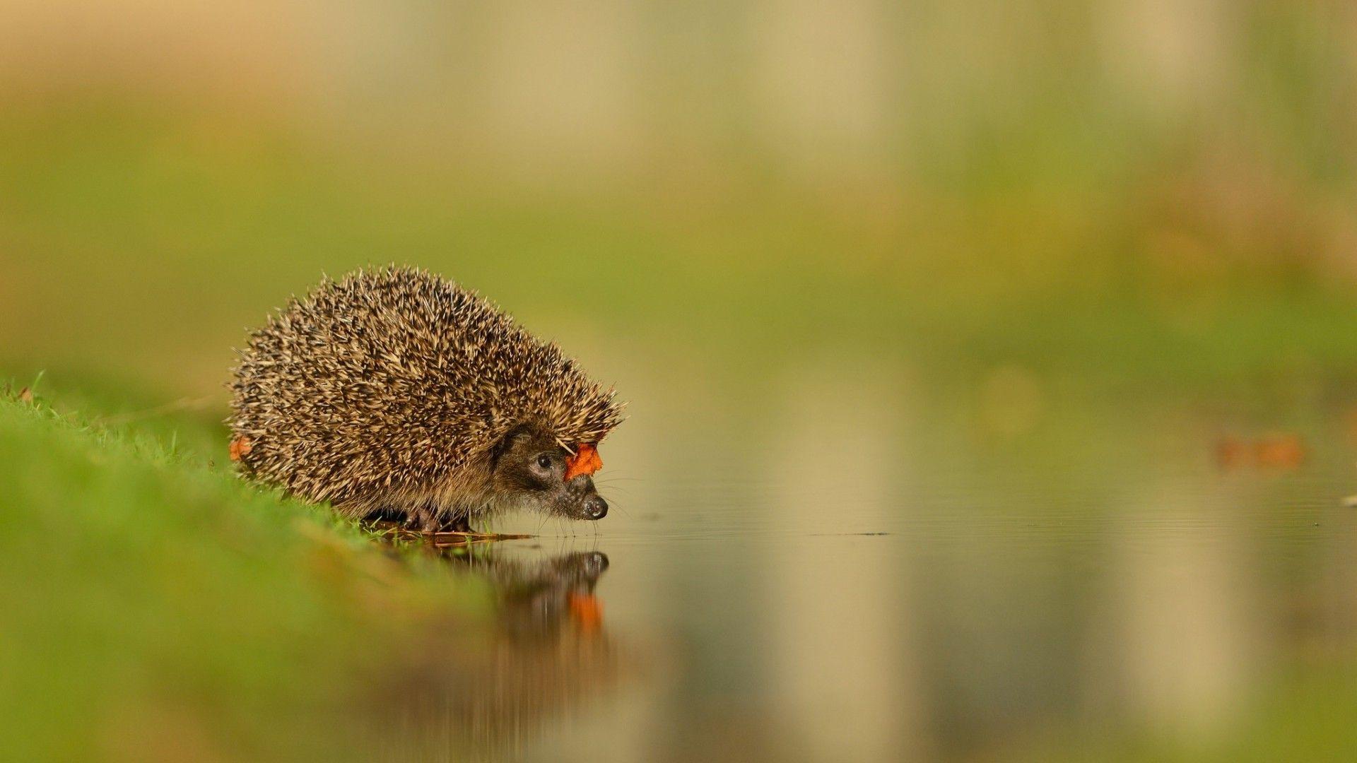 water, Animals, Reflection, Hedgehog Wallpaper HD / Desktop