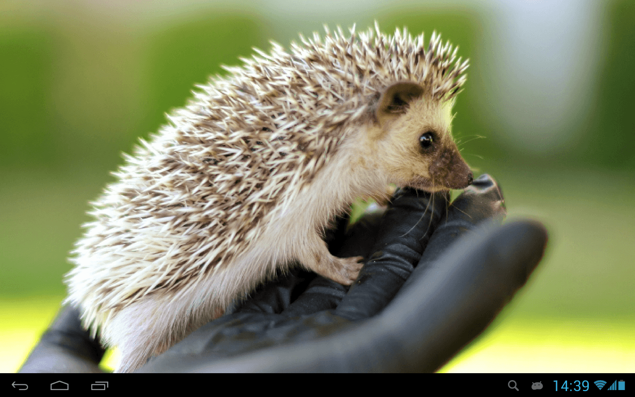 Hedgehogs Live Wallpaper Apps on Google Play
