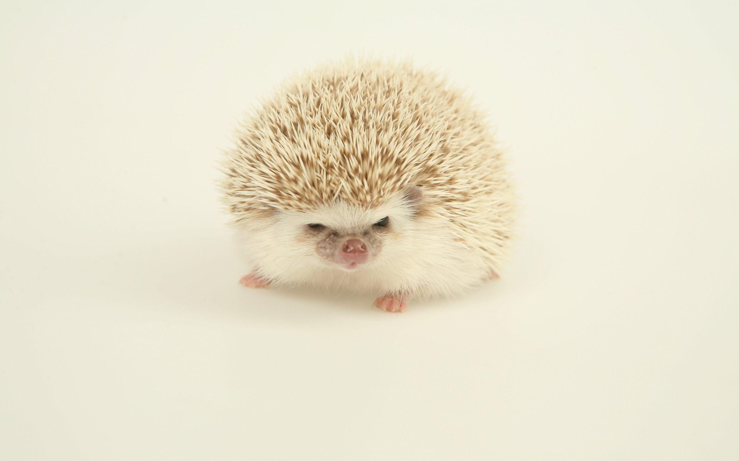 Custom HDQ Free Hedgehog Wallpaper and Picture 402876565