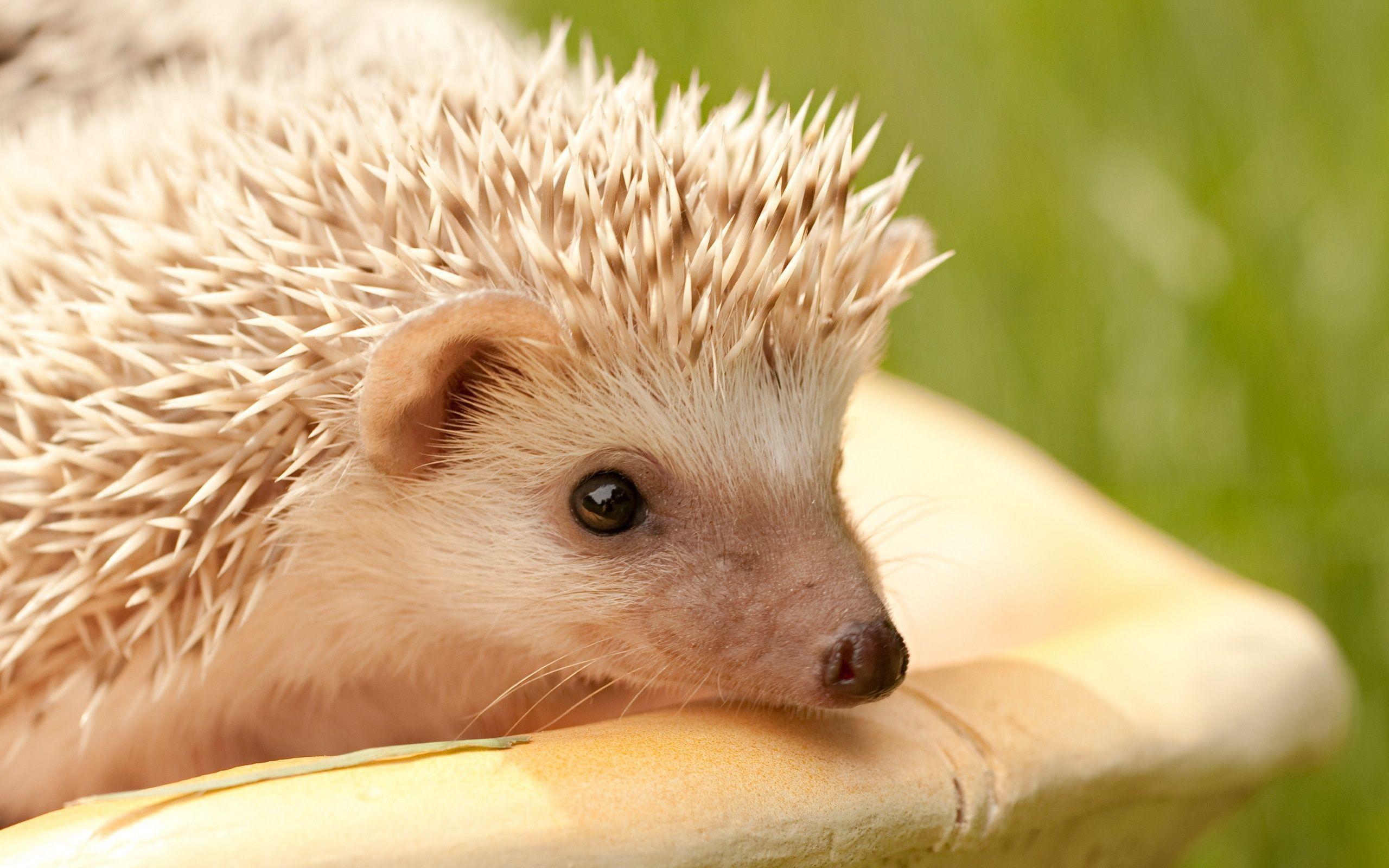 Top Collection of Hedgehog Wallpaper: 402981105 Hedgehog
