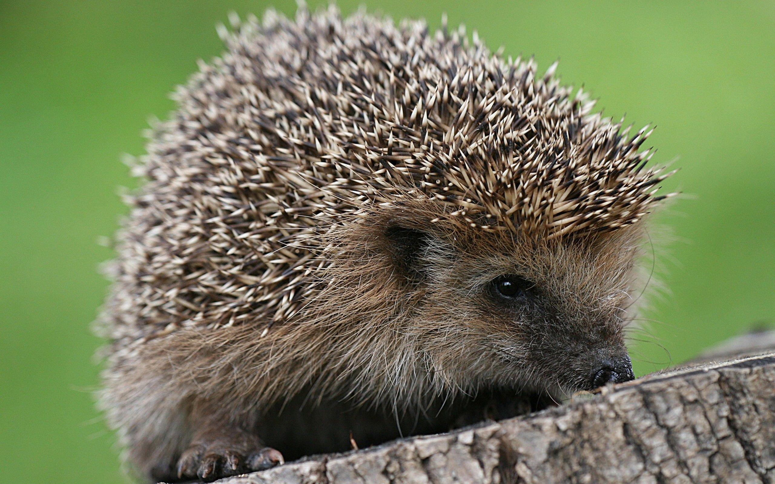 Hedgehog Browser Themes & Desktop Picture