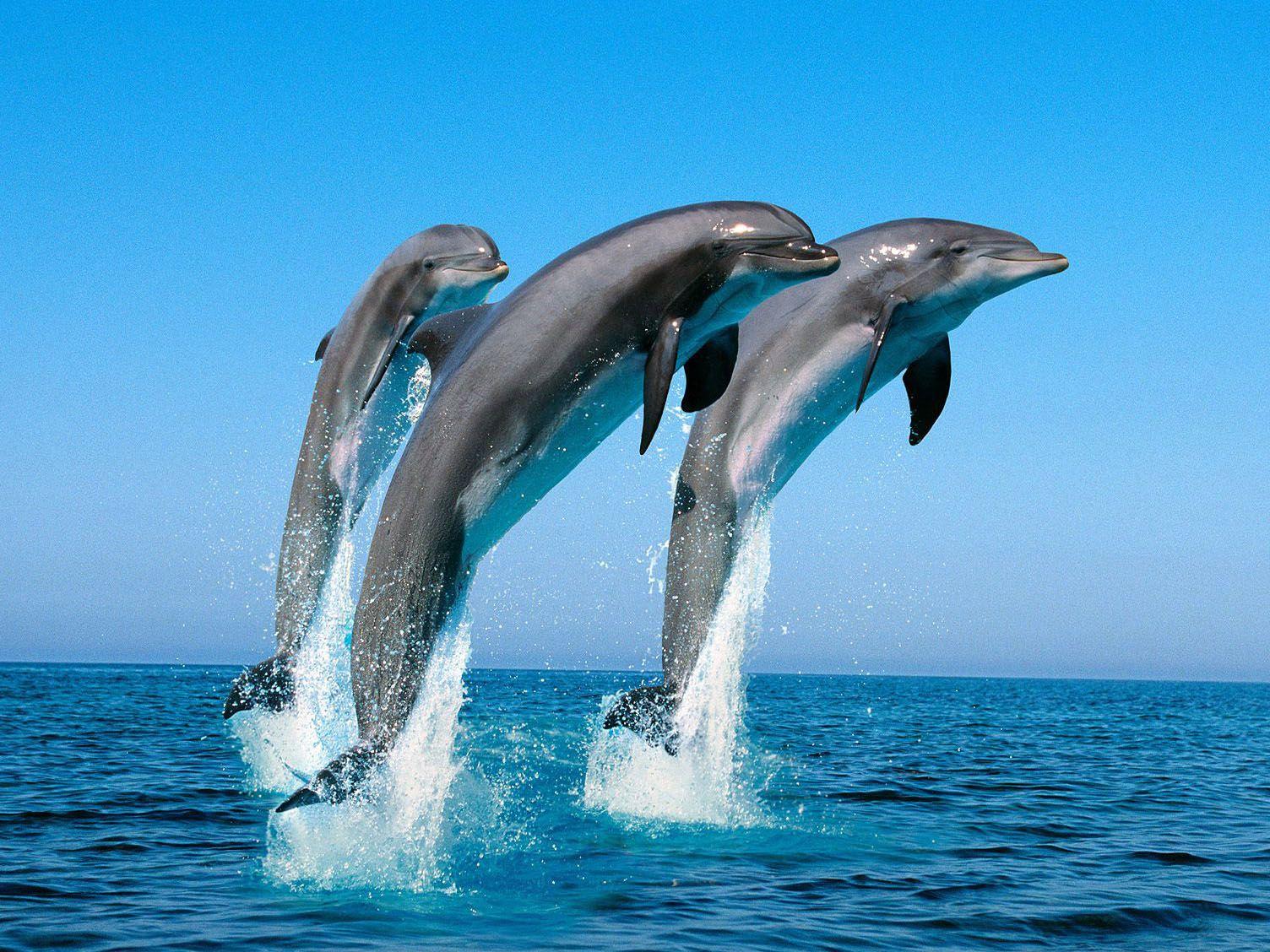 Dolphins, HD Animal Wallpaper, Pet Love, Cool Animals, Amazing