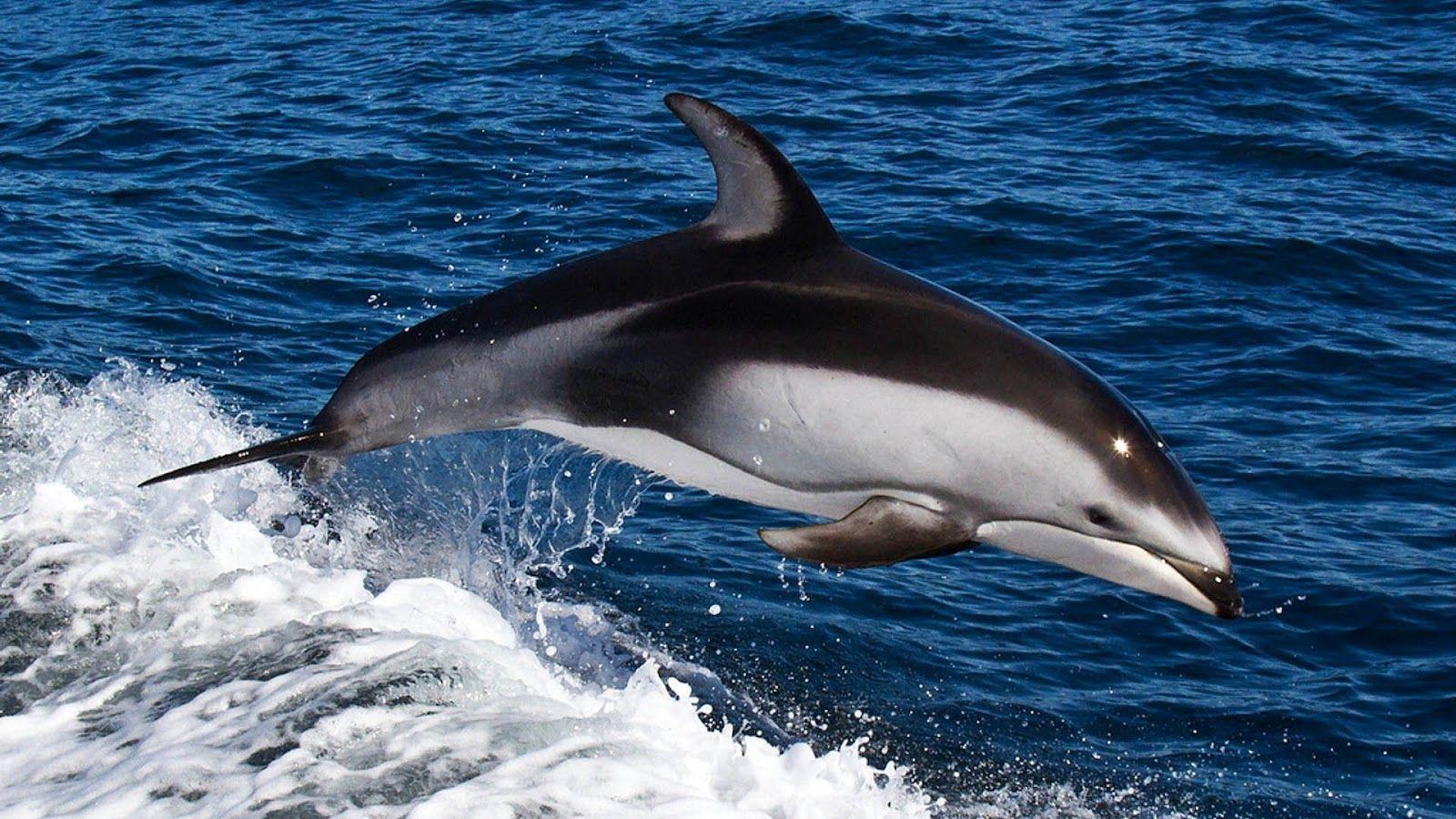 Picture of a jumping dolphin. HD Animals Wallpaper