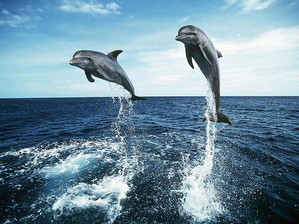 breaching beautifully ( #animals #dolphins #marinelife ) ✌eace