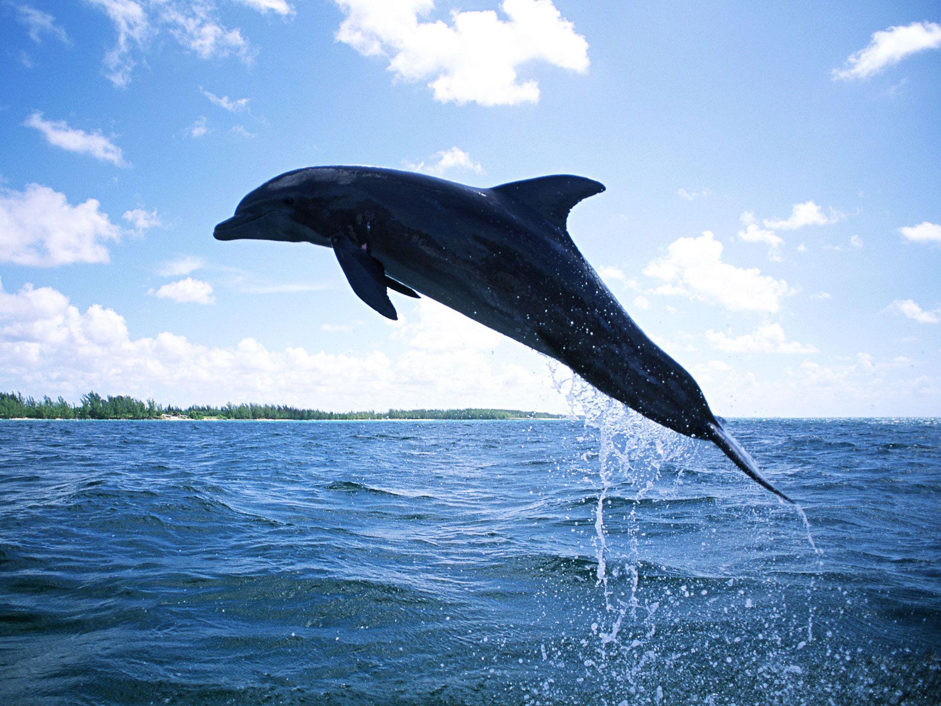 Dolphin Diving Wallpaper /animals Birds