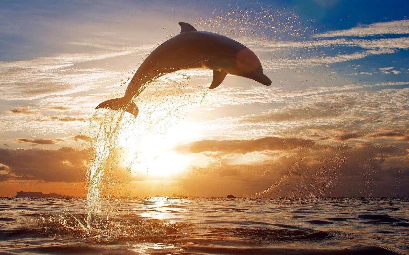 Photo Of A Dolphin Jumping High Out Of The Water At Sundown Hd