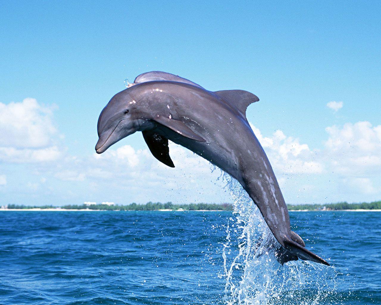 Cute Dolphins Wallpaper /cute Dolphins