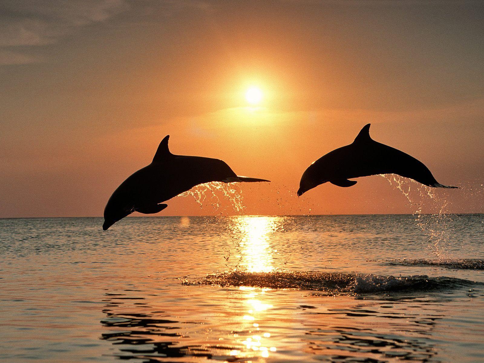 HD Dolphin Wallpaper Animal Wallpaper