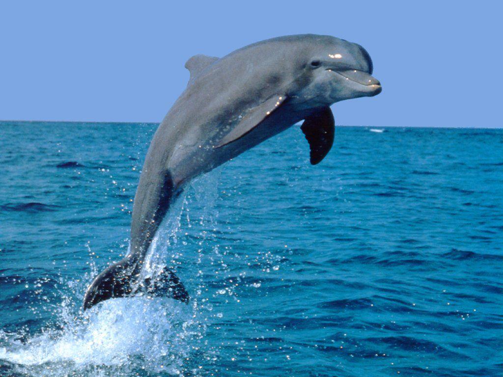 Dolphin friendly Animals Cute and Docile