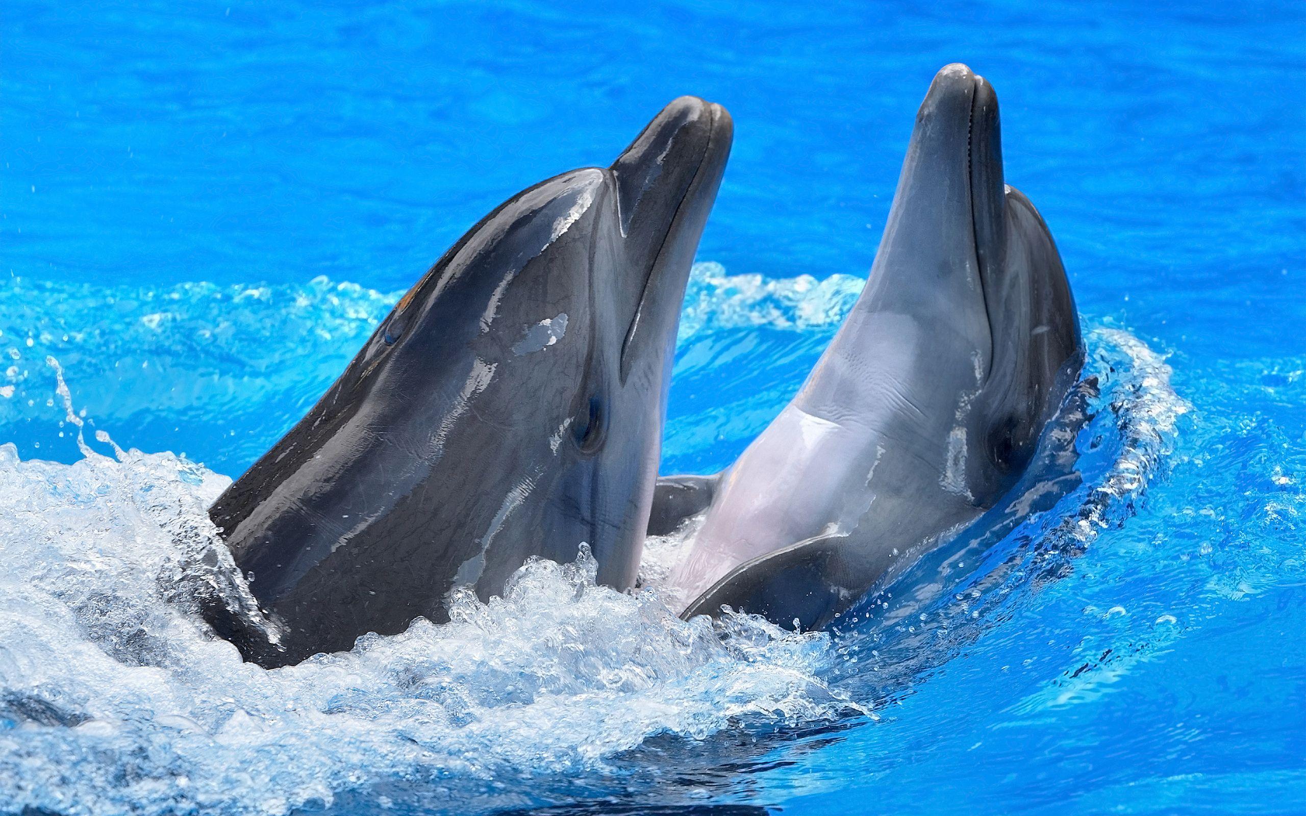 best ideas about Dolphin HD Dolphins animal