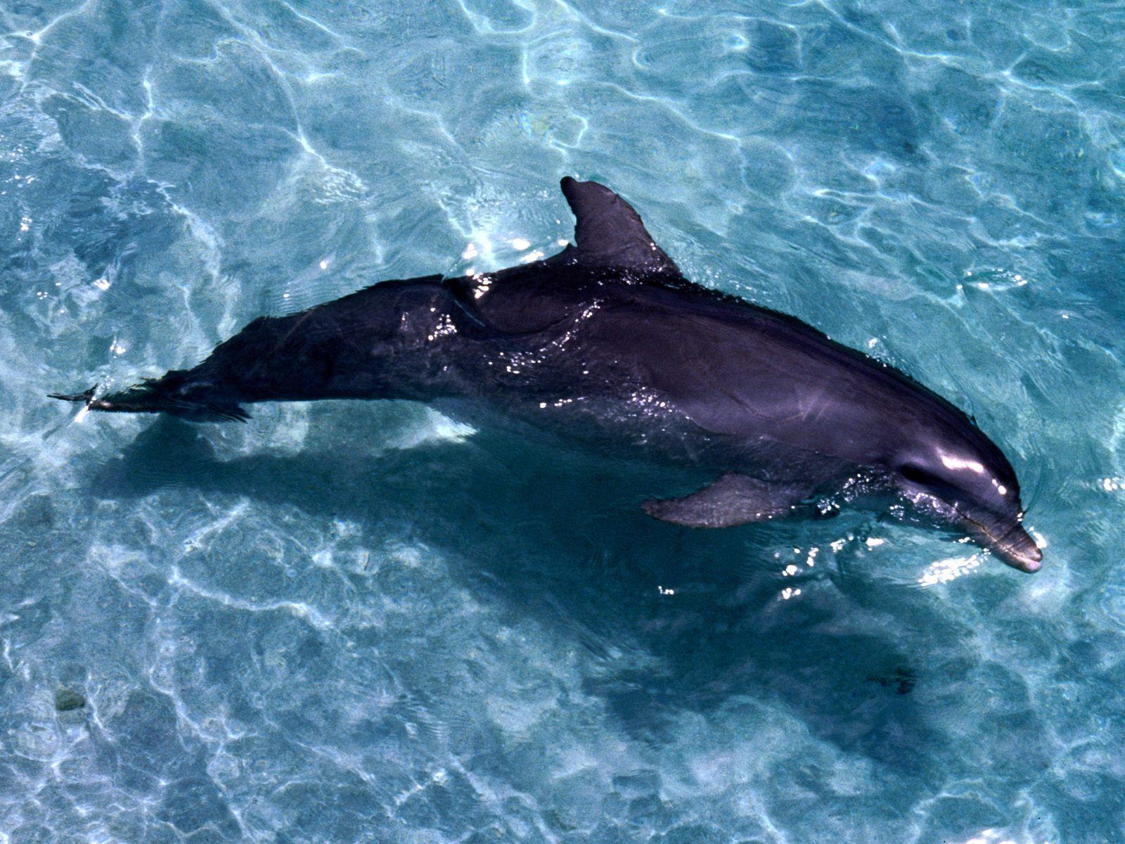 Dolphin Wallpaper Image