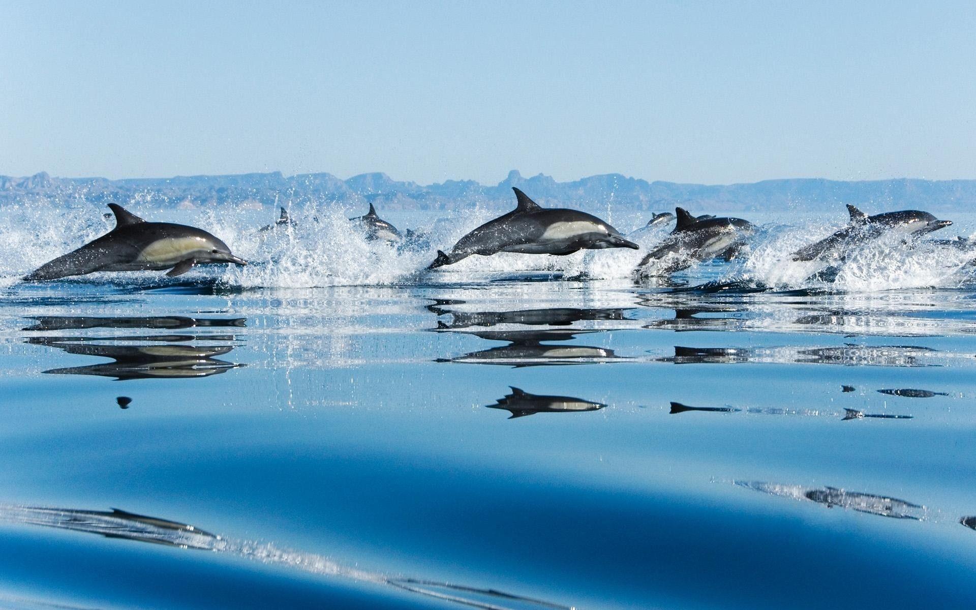 Dolphins in Sea Wallpaper