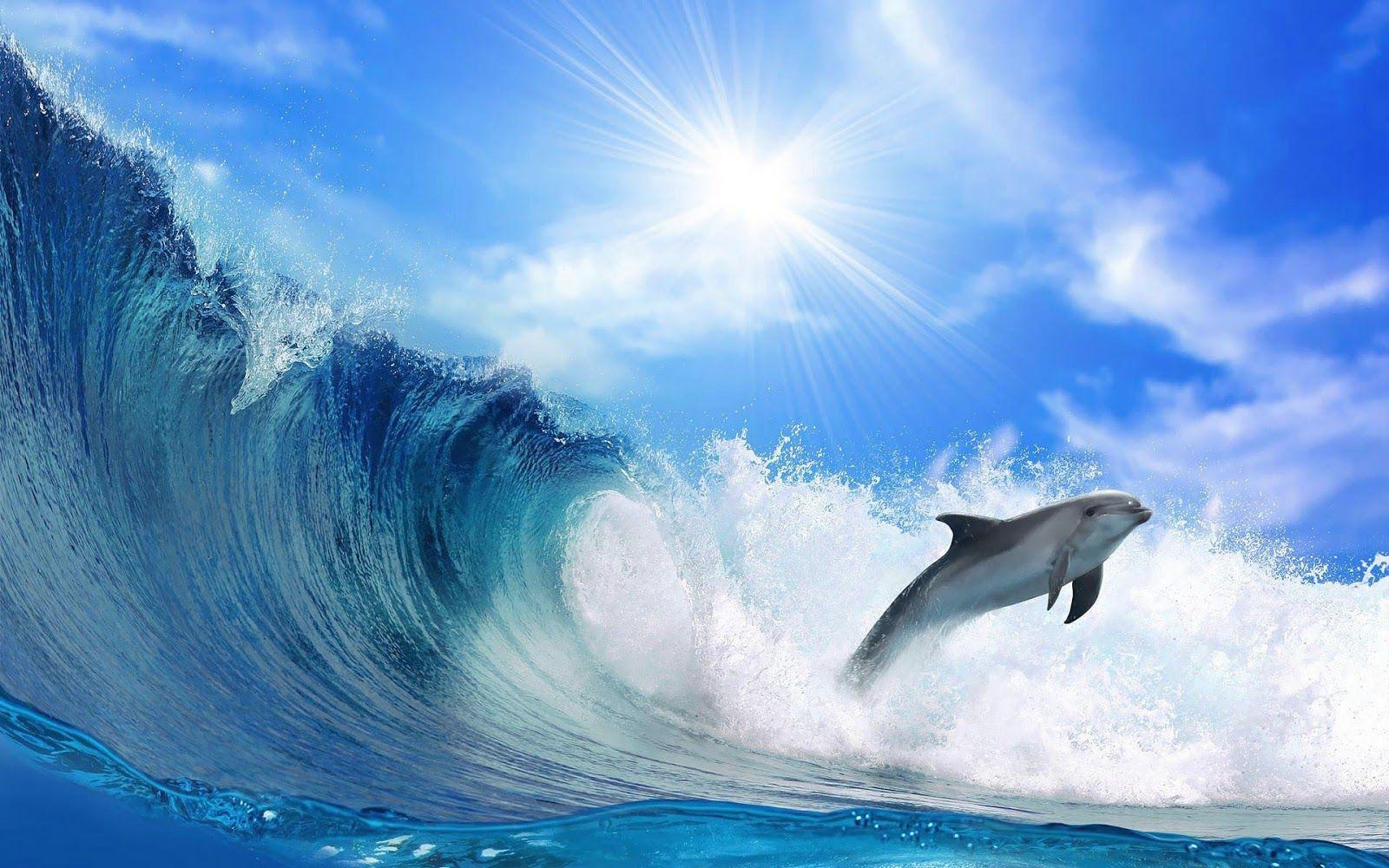 Beautiful wallpaper of a dolphin. HD Animals Wallpaper