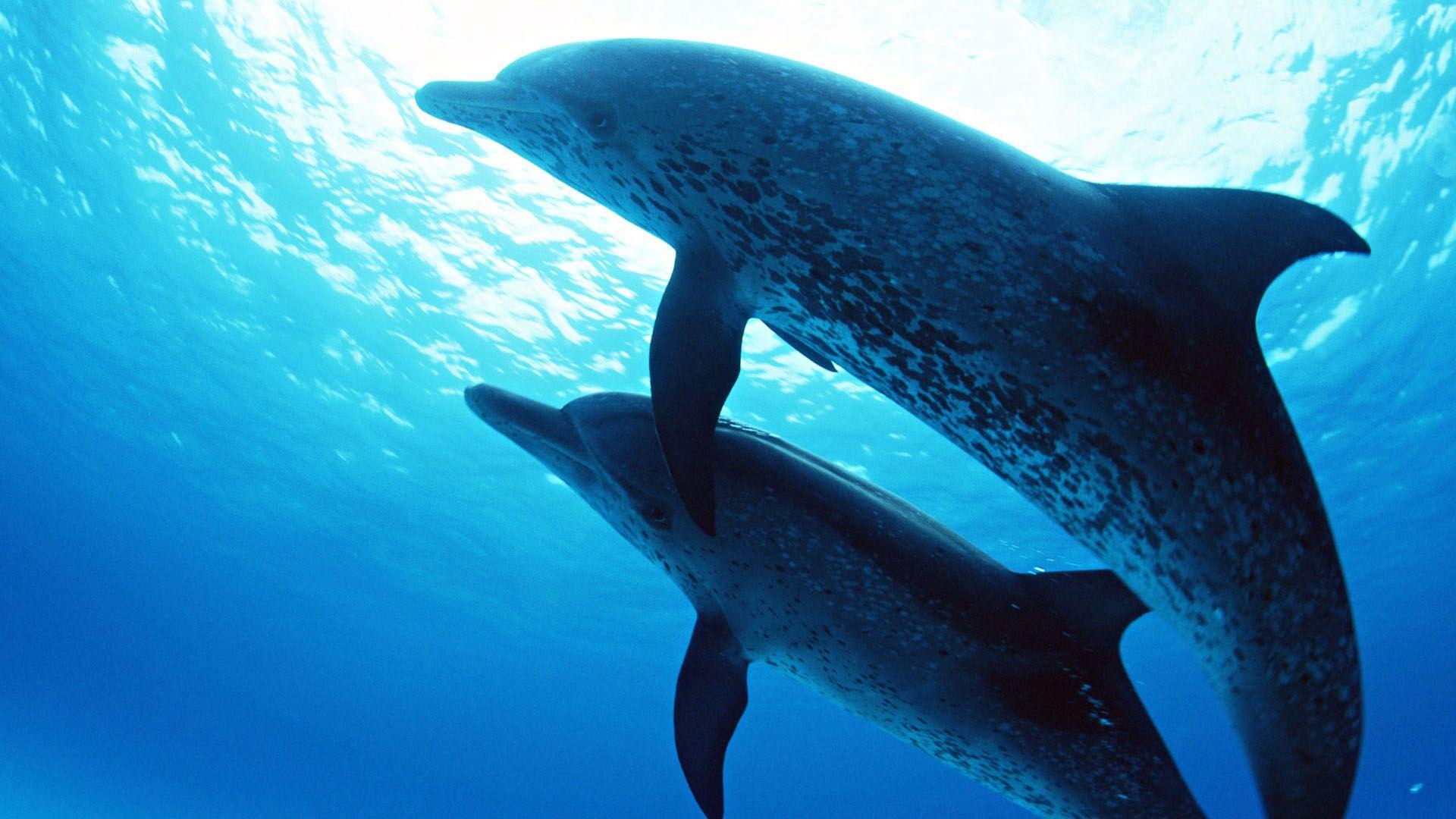 Dolphins Under the Sea