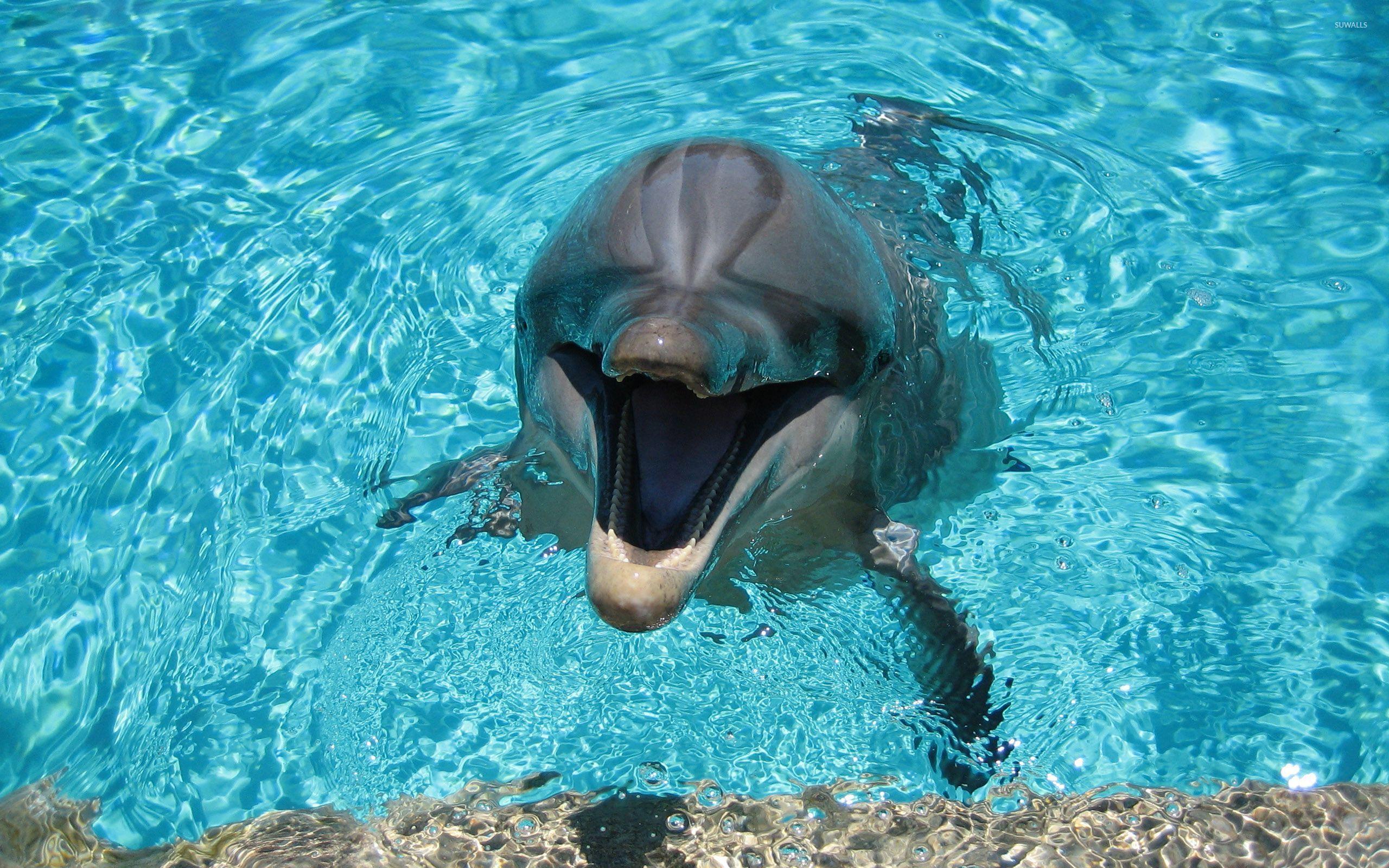 Dolphins Live Wallpaper Android Apps on Google Play. Wallpaper