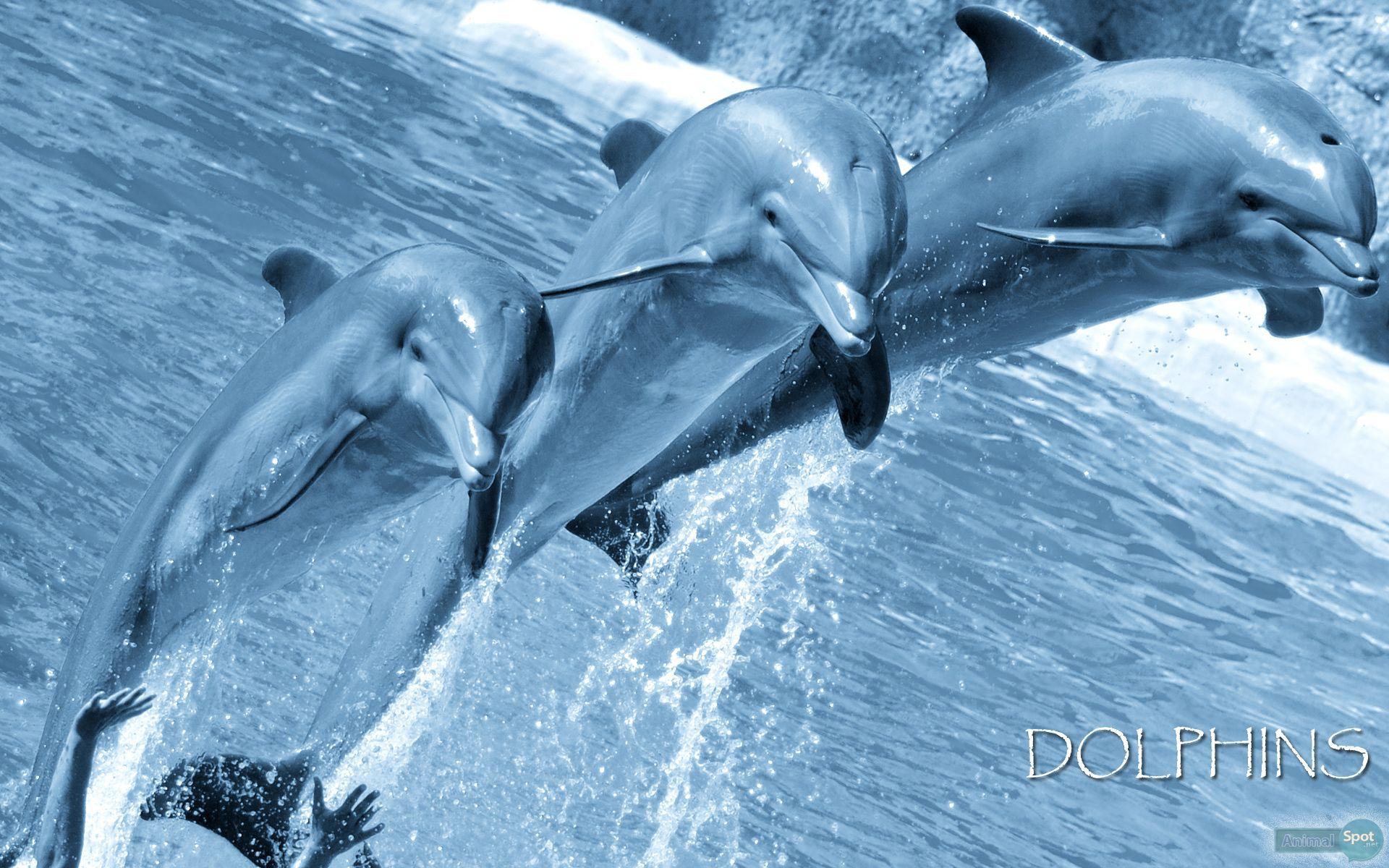 Dolphin Wallpaper 1600×1200 Picture Of Dolphins Wallpaper 51