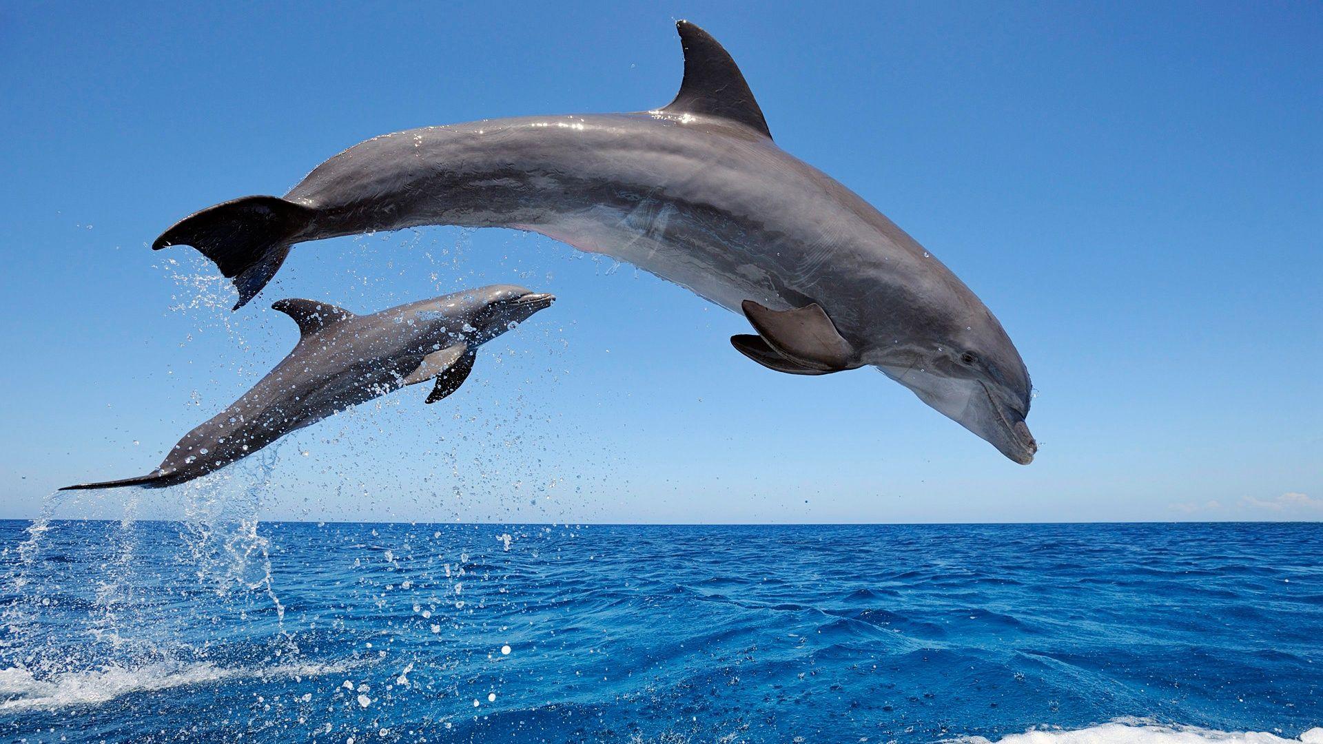 common bottlenose dolphins animal wallpaper Animals