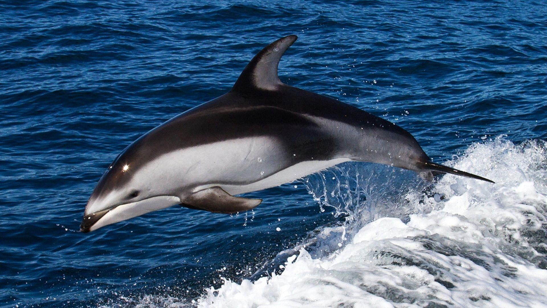 dolphins animals Khafre. Wallpaper For Desktop