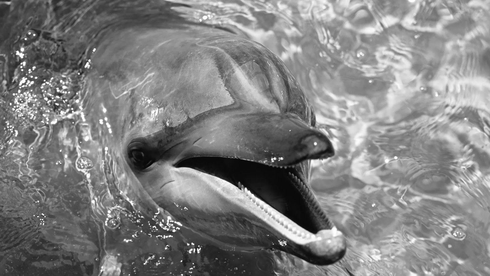 Black and white photo with a dolphin. HD Animals Wallpaper